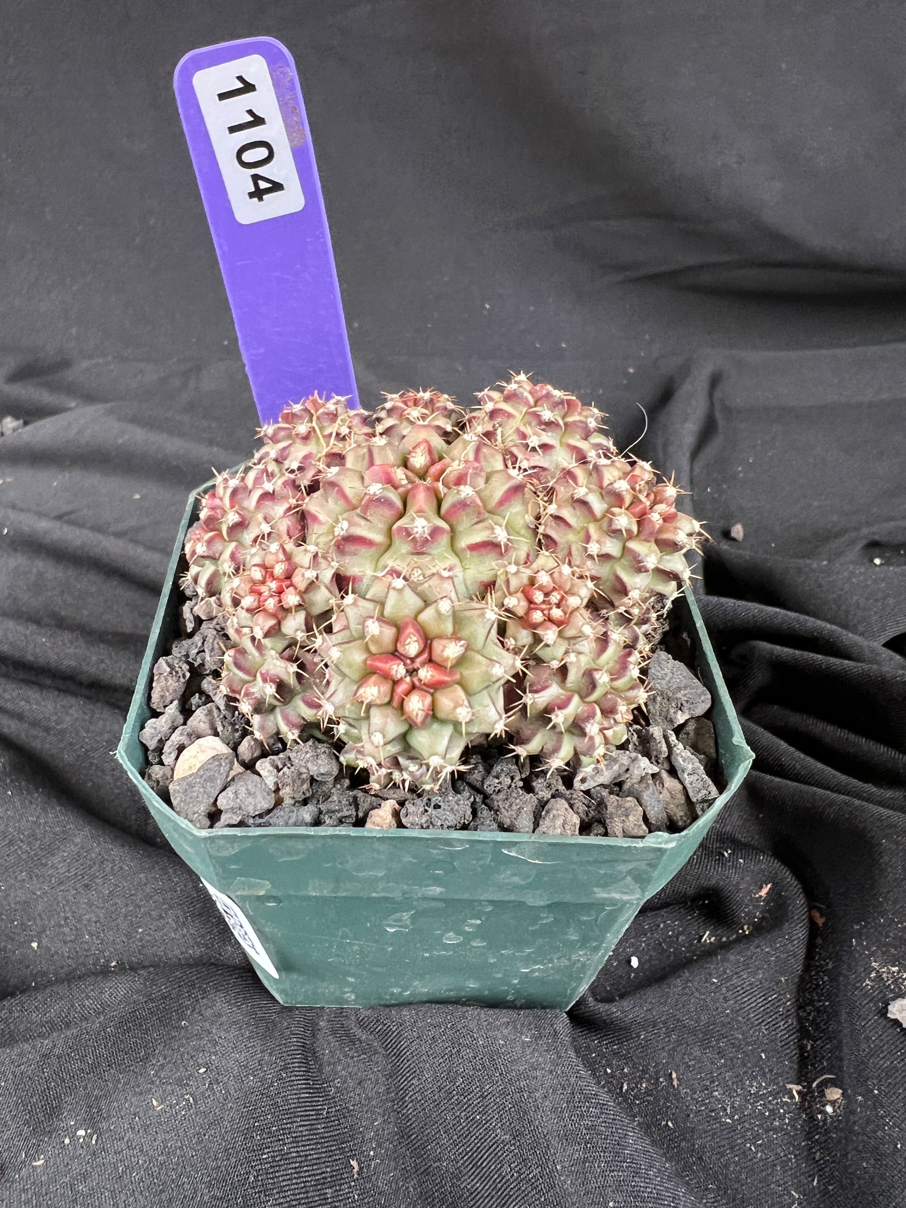 Gymnocalycium Mihanovichii cv. Hot Pink Clone cactus - 1104