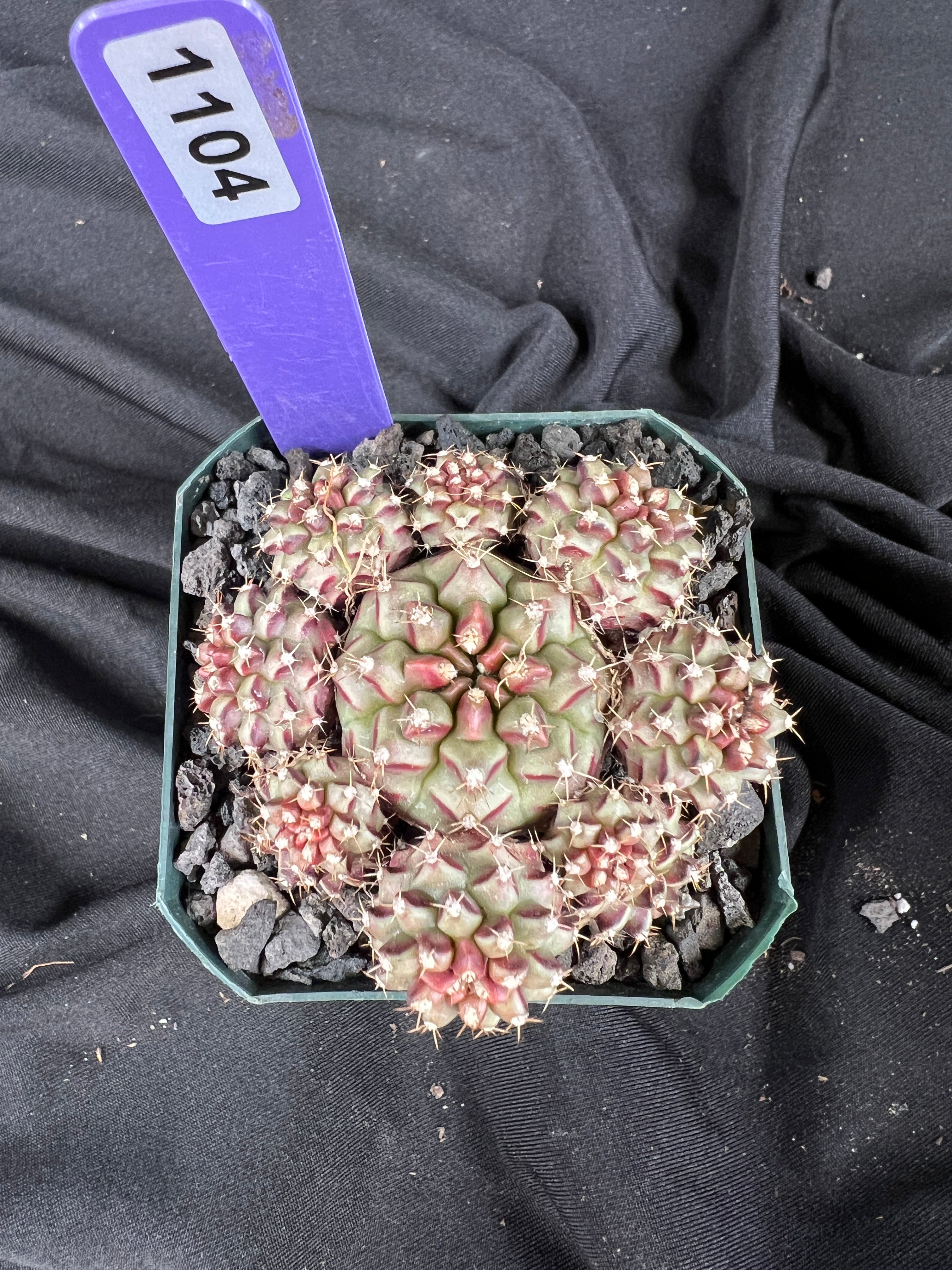 Gymnocalycium Mihanovichii cv. Hot Pink Clone cactus - 1104