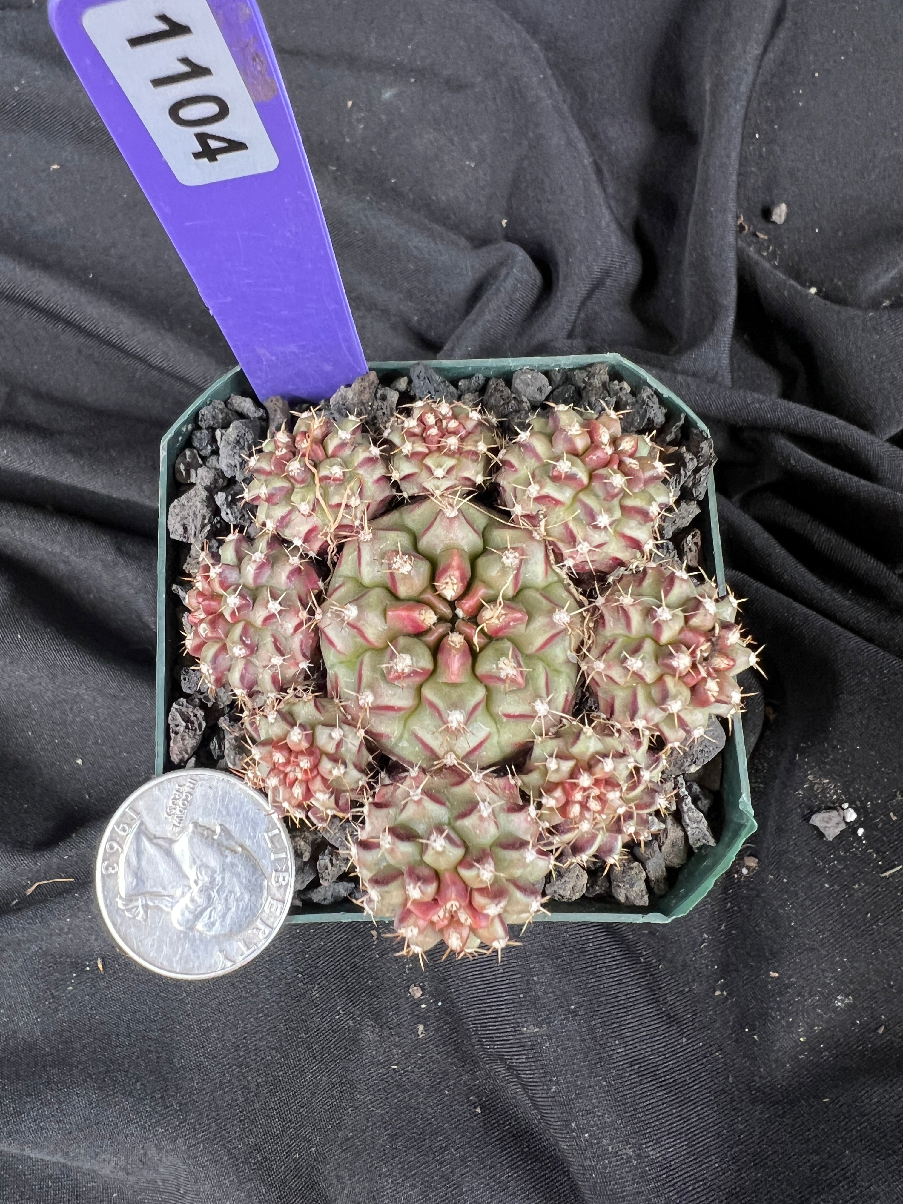 Gymnocalycium Mihanovichii cv. Hot Pink Clone cactus - 1104