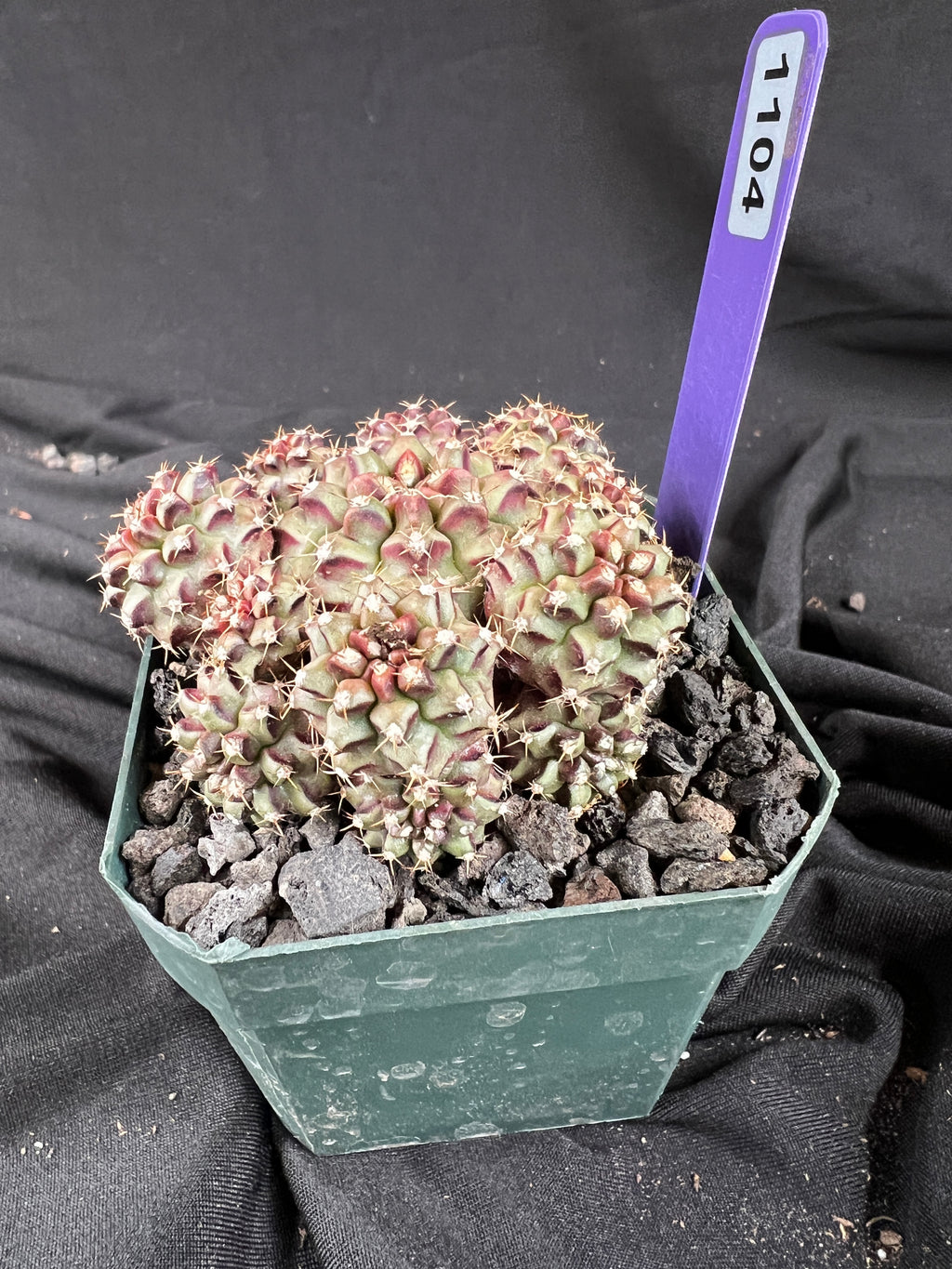 Gymnocalycium Mihanovichii cv. Hot Pink Clone cactus - 1104