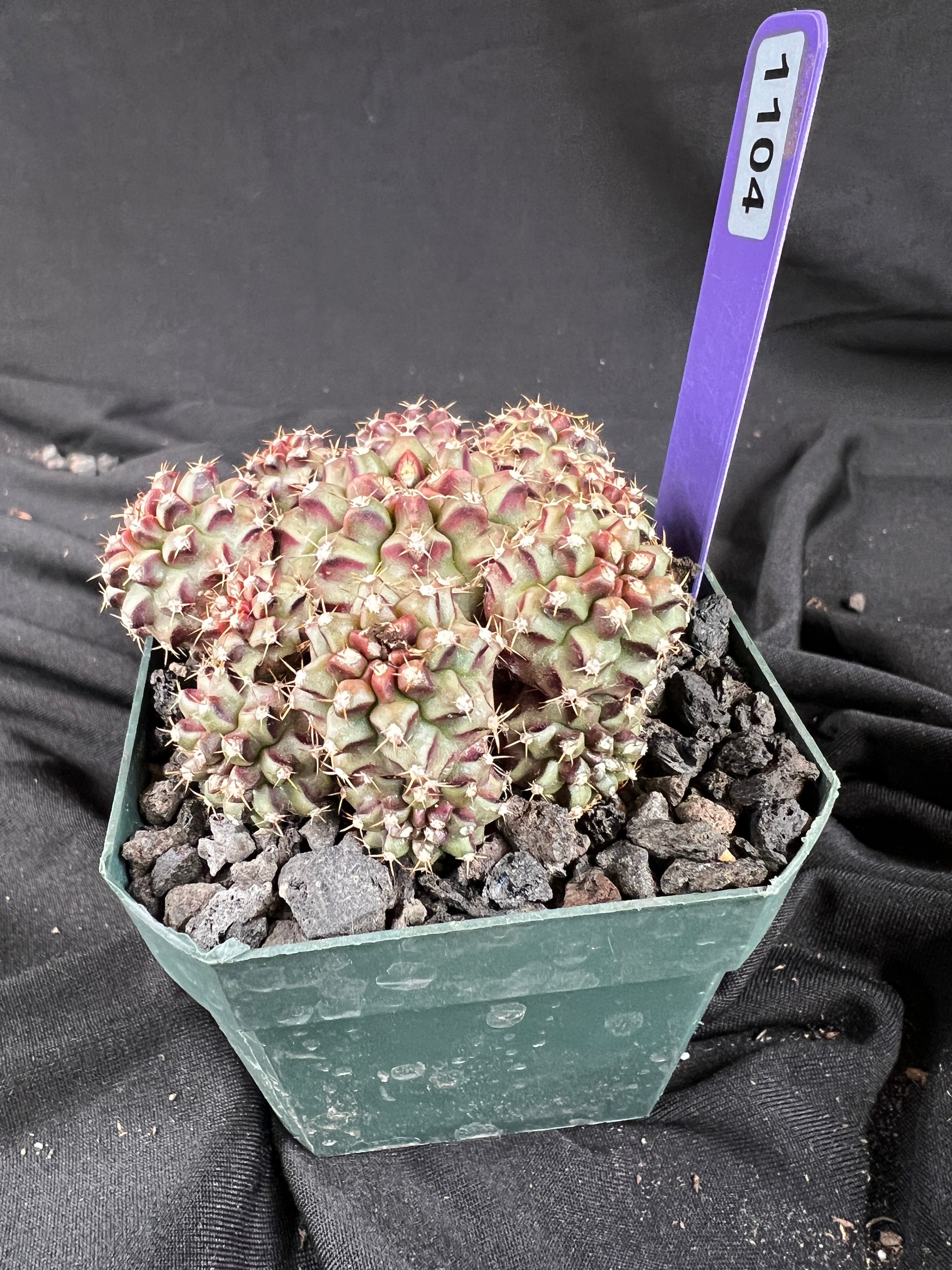 Gymnocalycium Mihanovichii cv. Hot Pink Clone cactus - 1104