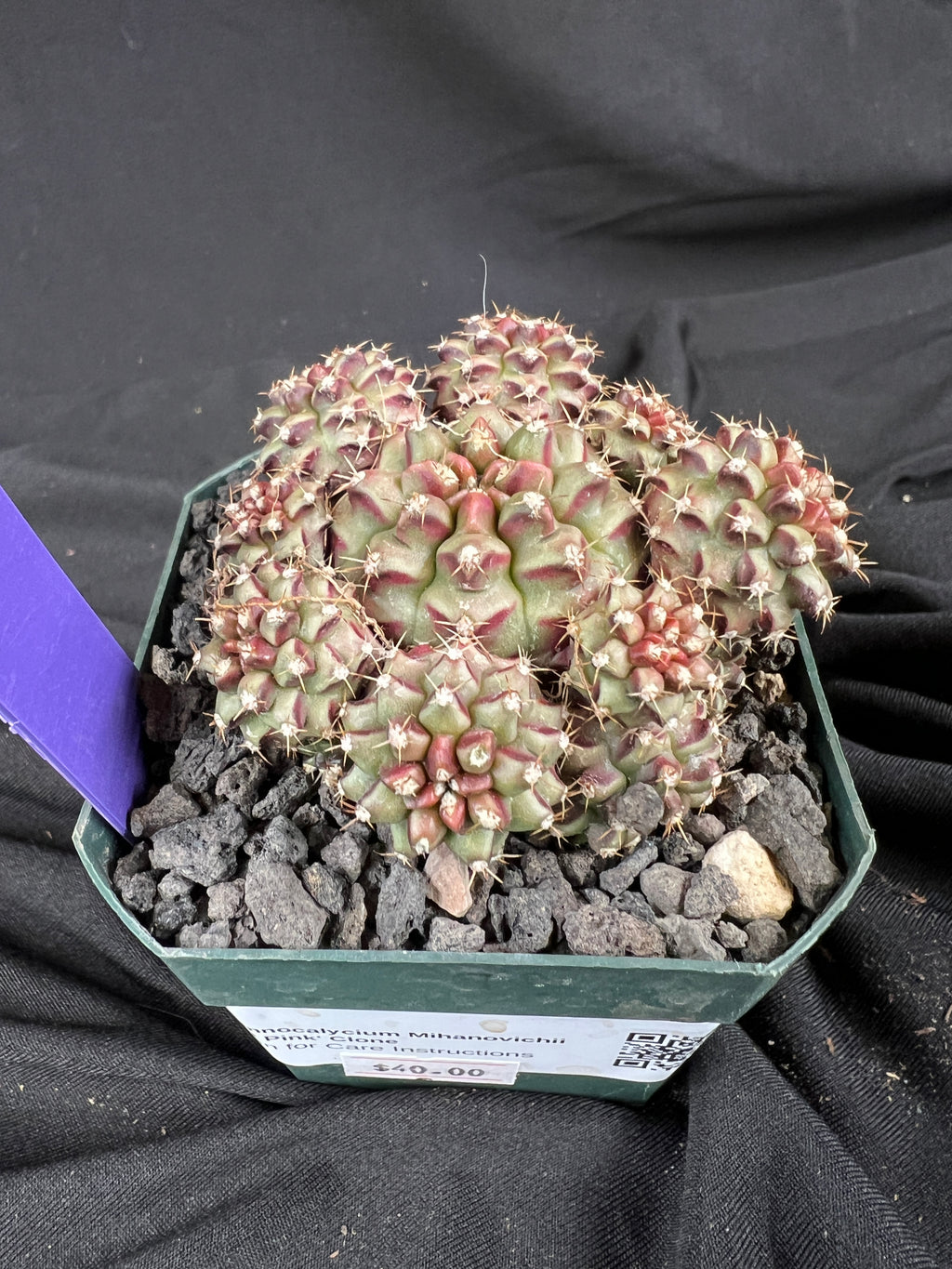 Gymnocalycium Mihanovichii cv. Hot Pink Clone cactus - 1104