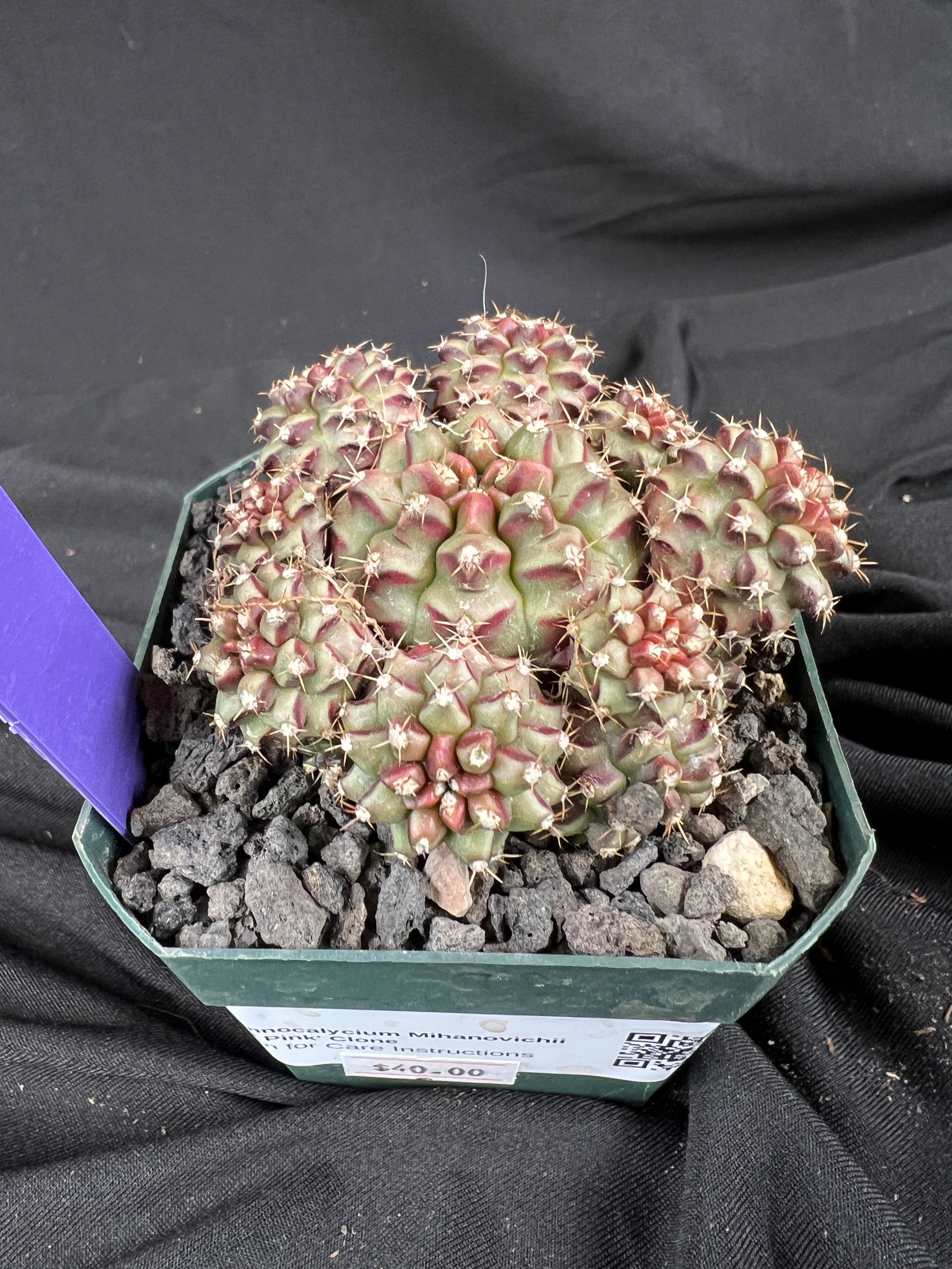 Gymnocalycium Mihanovichii cv. Hot Pink Clone cactus - 1104