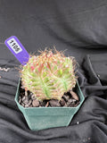 Gymnocalycium Mihanovichii cv. NEON cactus - 1105