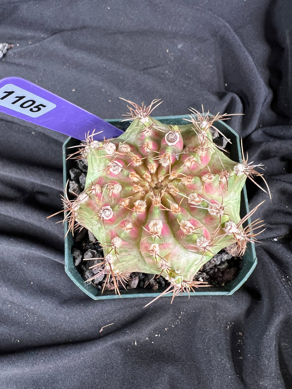 Gymnocalycium Mihanovichii cv. NEON cactus - 1105