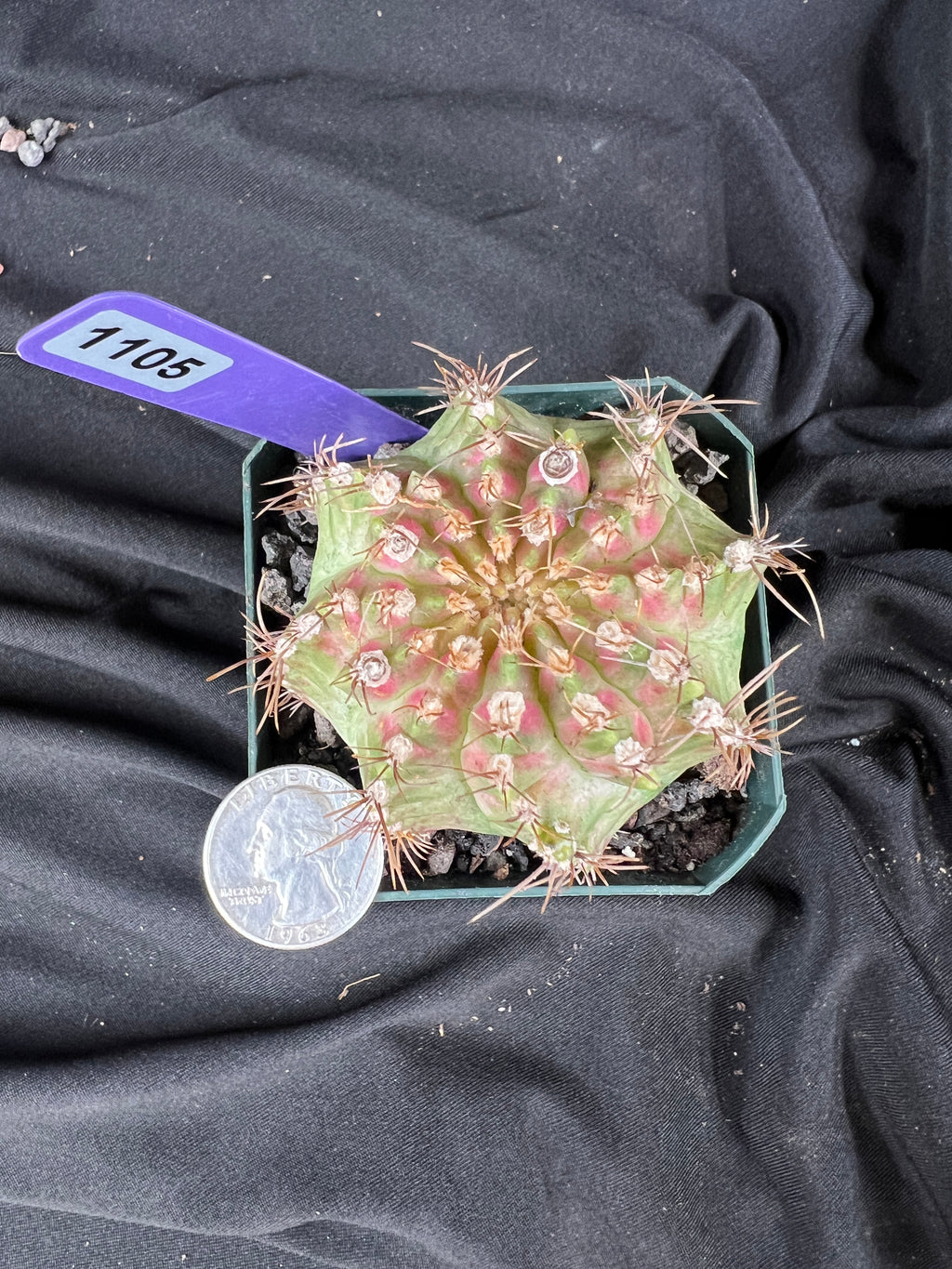 Gymnocalycium Mihanovichii cv. NEON cactus - 1105