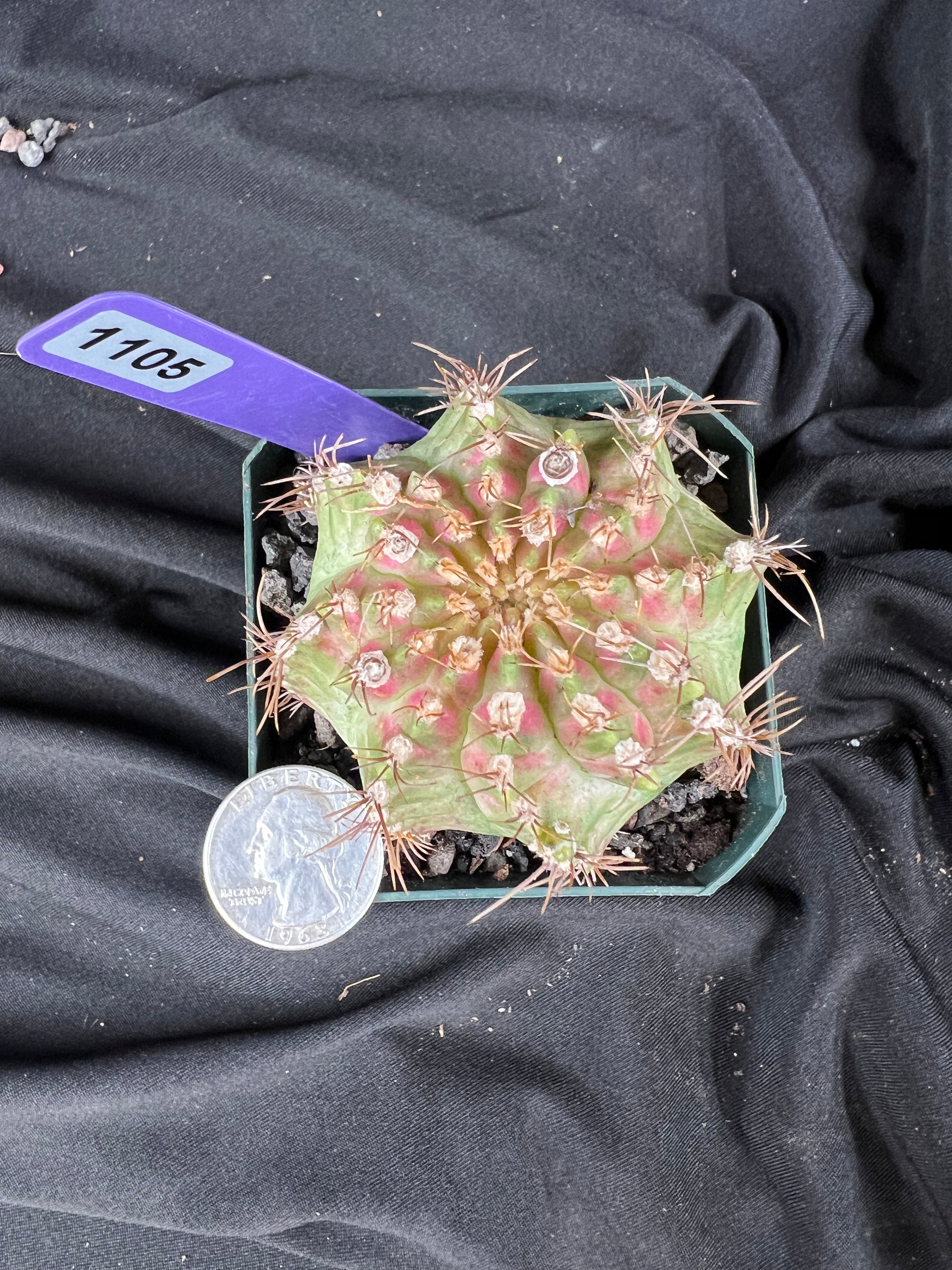 Gymnocalycium Mihanovichii cv. NEON cactus - 1105