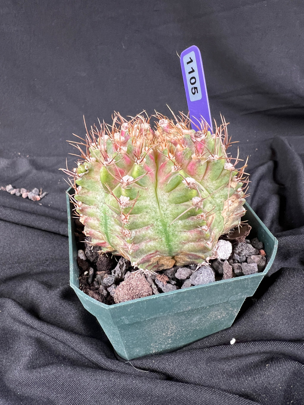 Gymnocalycium Mihanovichii cv. NEON cactus - 1105
