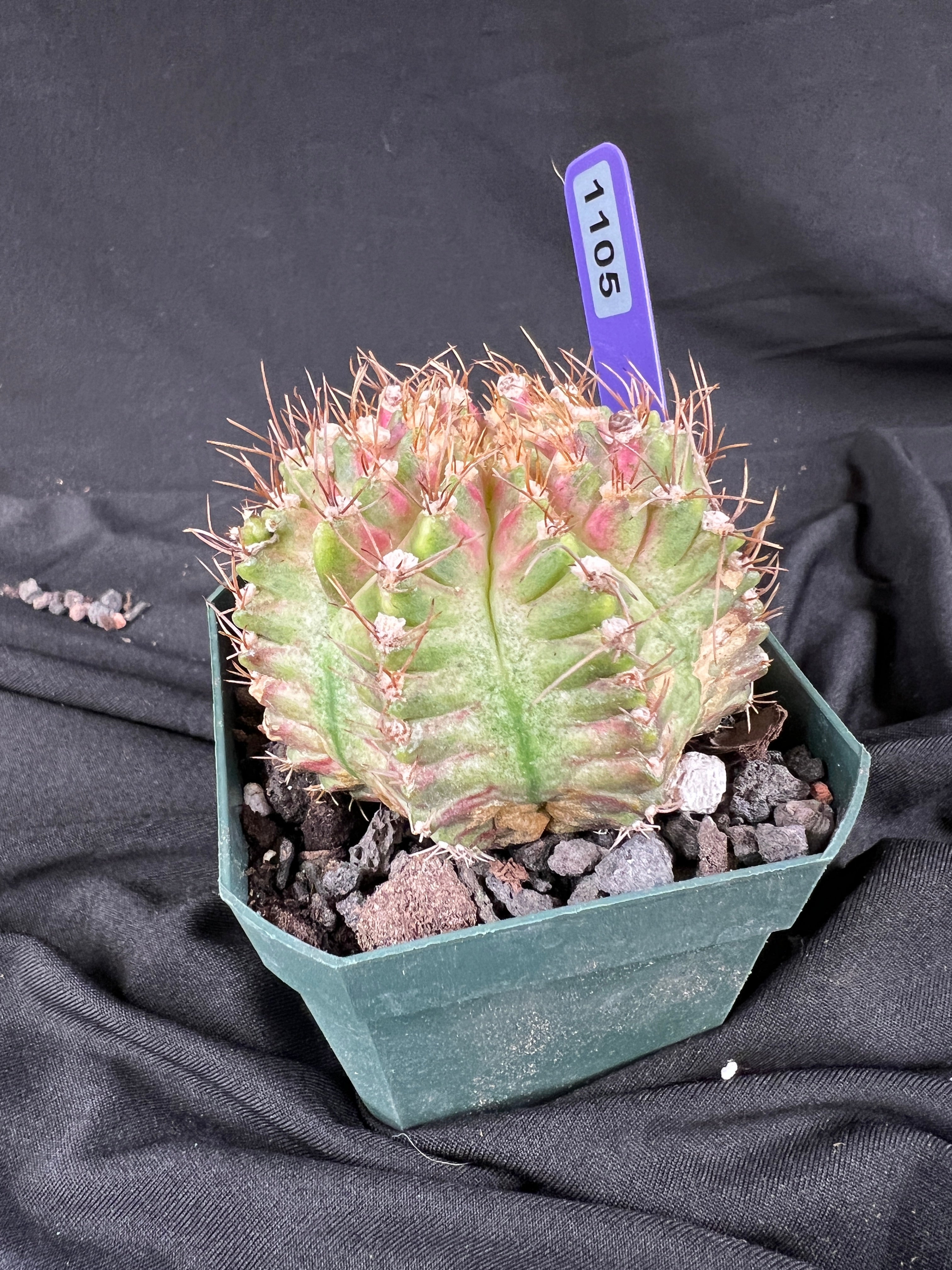 Gymnocalycium Mihanovichii cv. NEON cactus - 1105