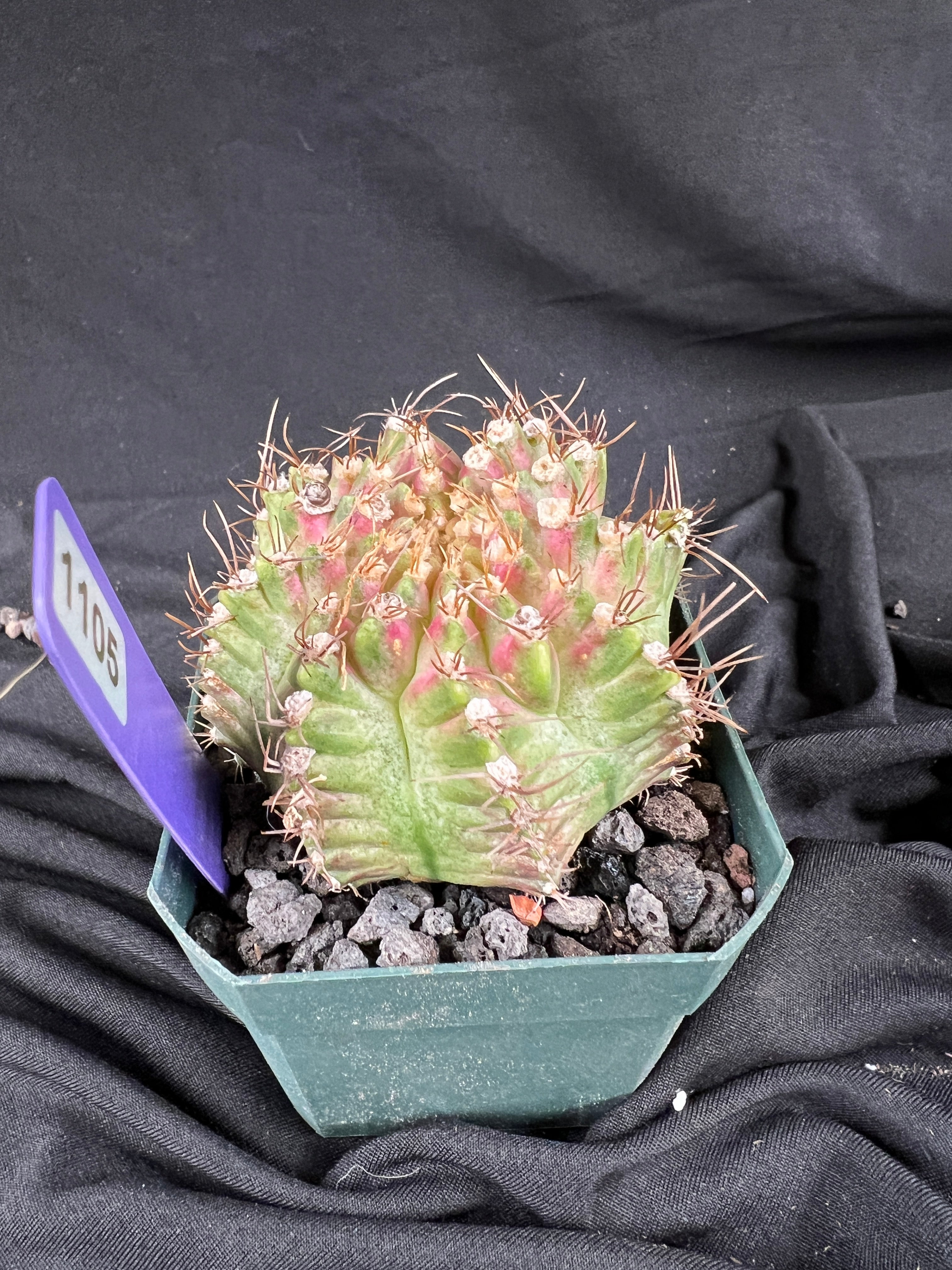 Gymnocalycium Mihanovichii cv. NEON cactus - 1105