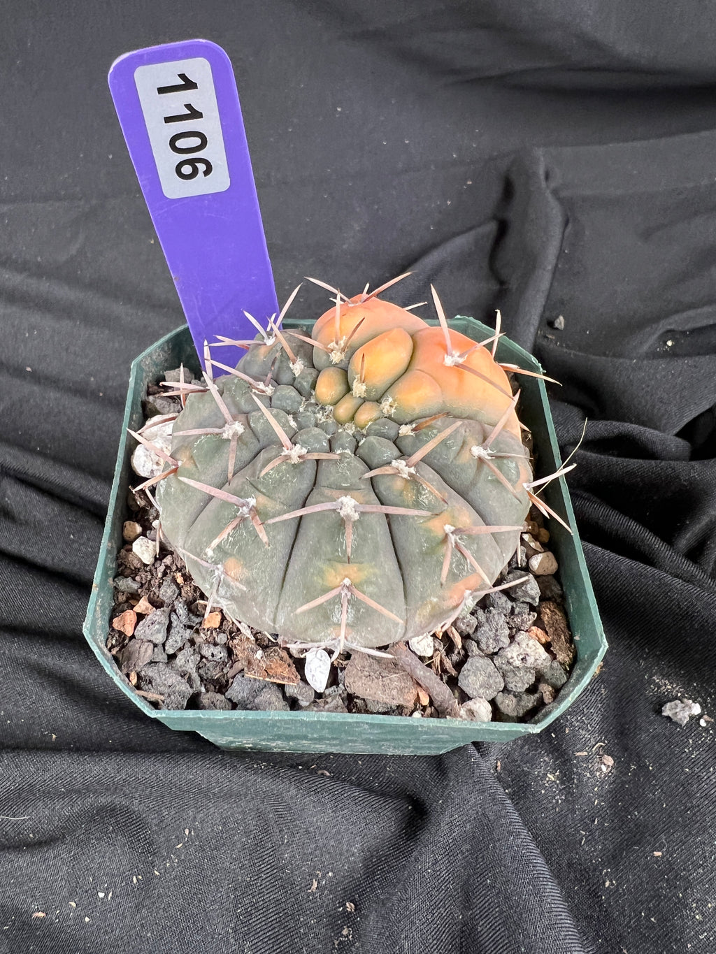 Gymnocalycium Ochoterenae Vaiegated cactus - 1106