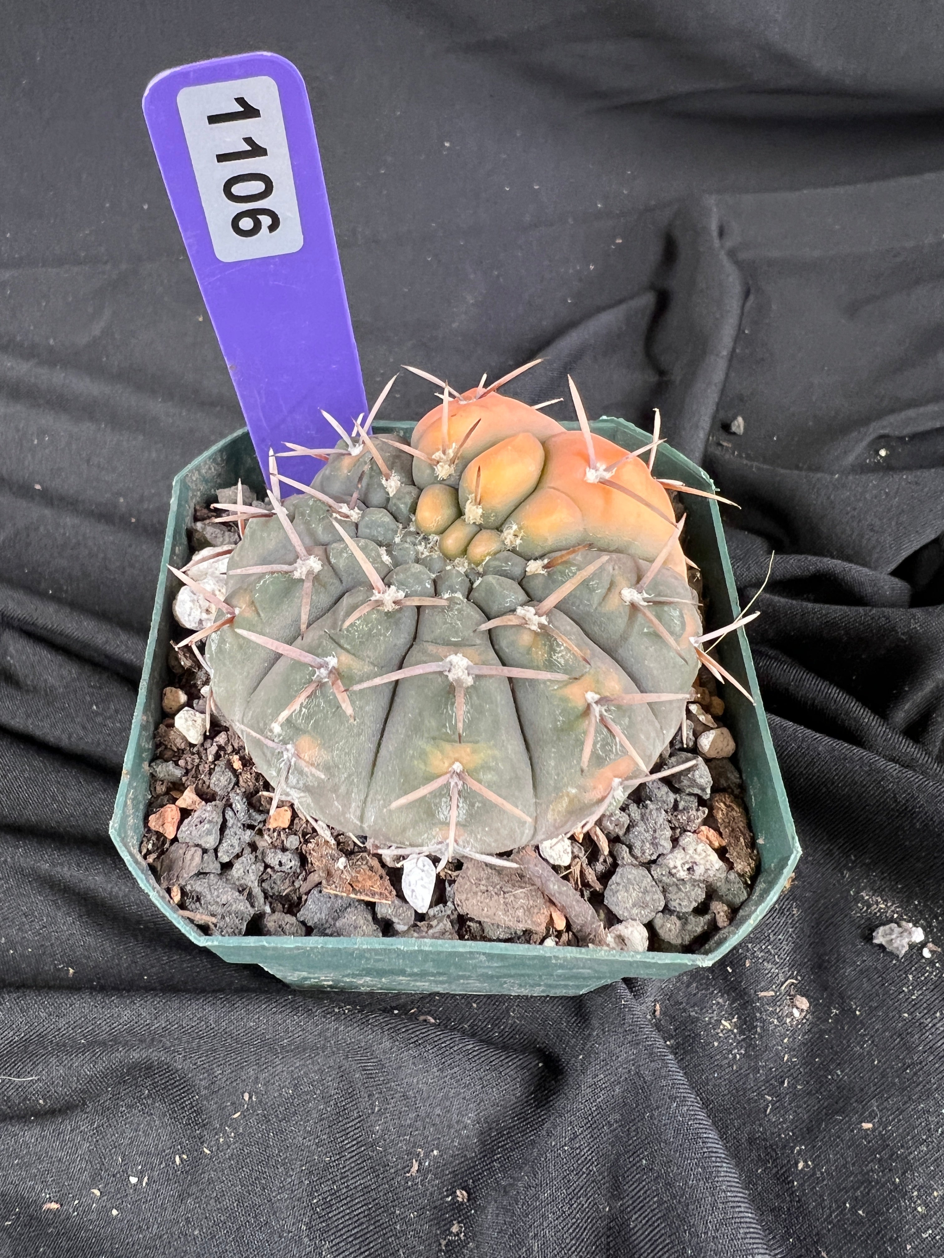 Gymnocalycium Ochoterenae Vaiegated cactus - 1106