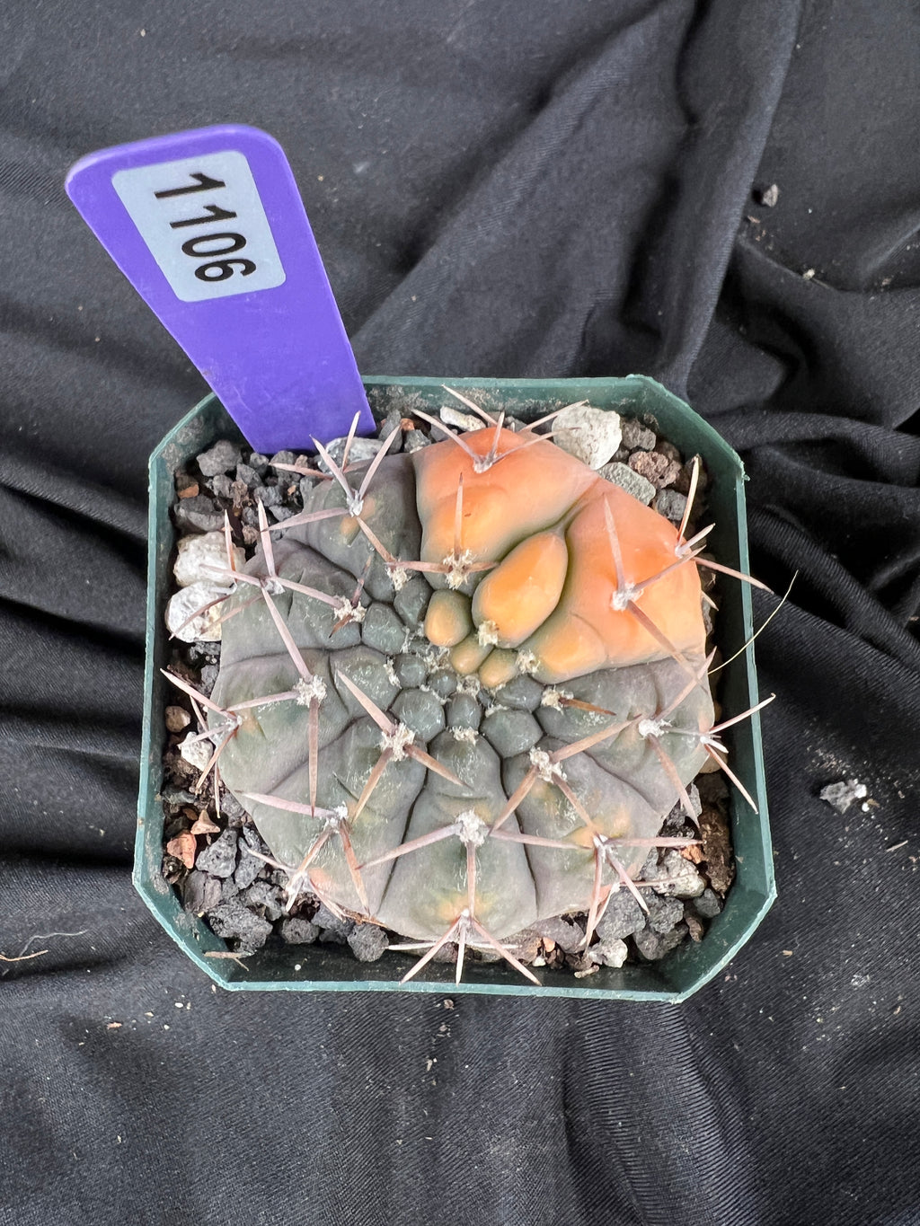 Gymnocalycium Ochoterenae Vaiegated cactus - 1106