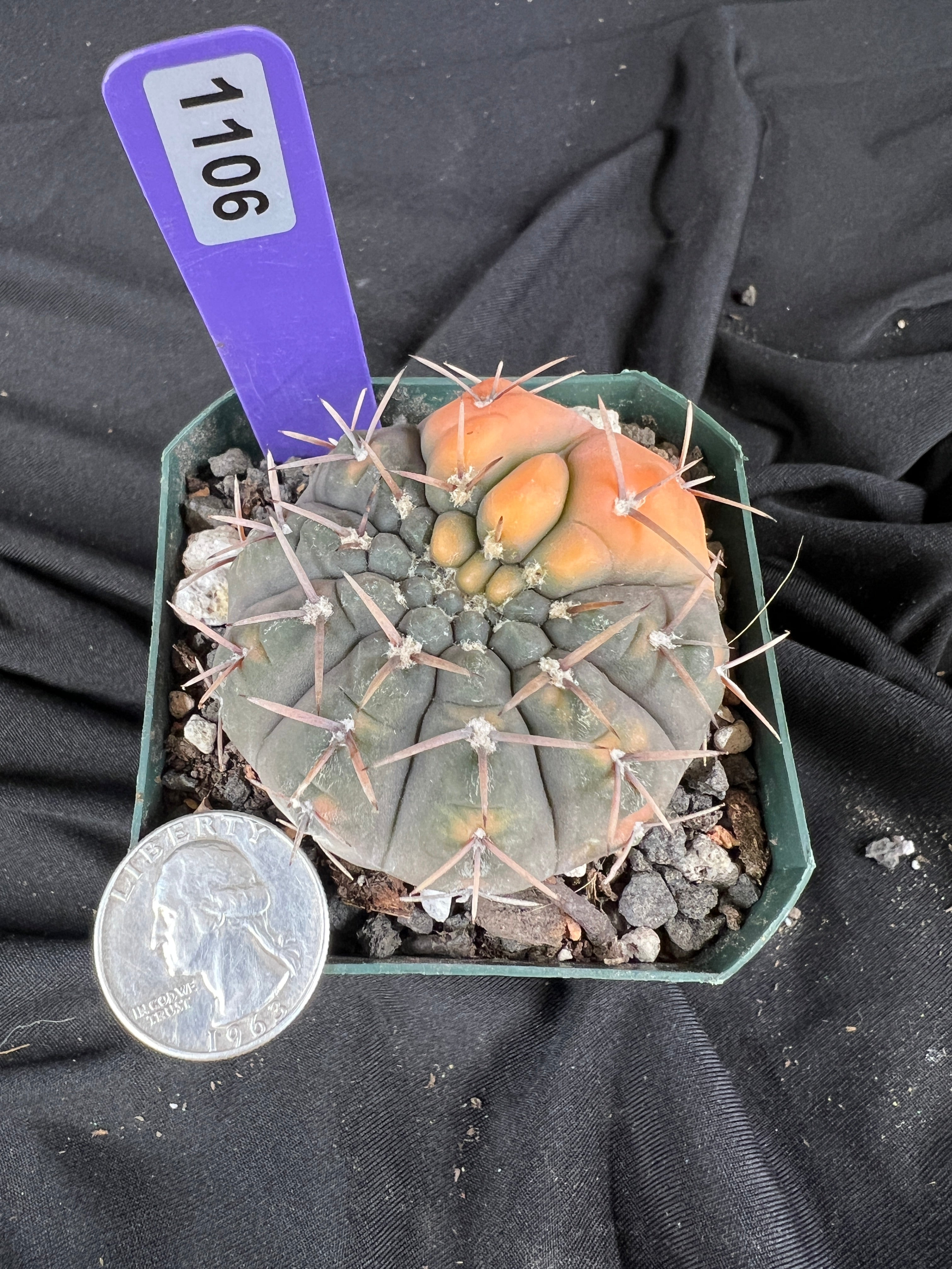 Gymnocalycium Ochoterenae Vaiegated cactus - 1106