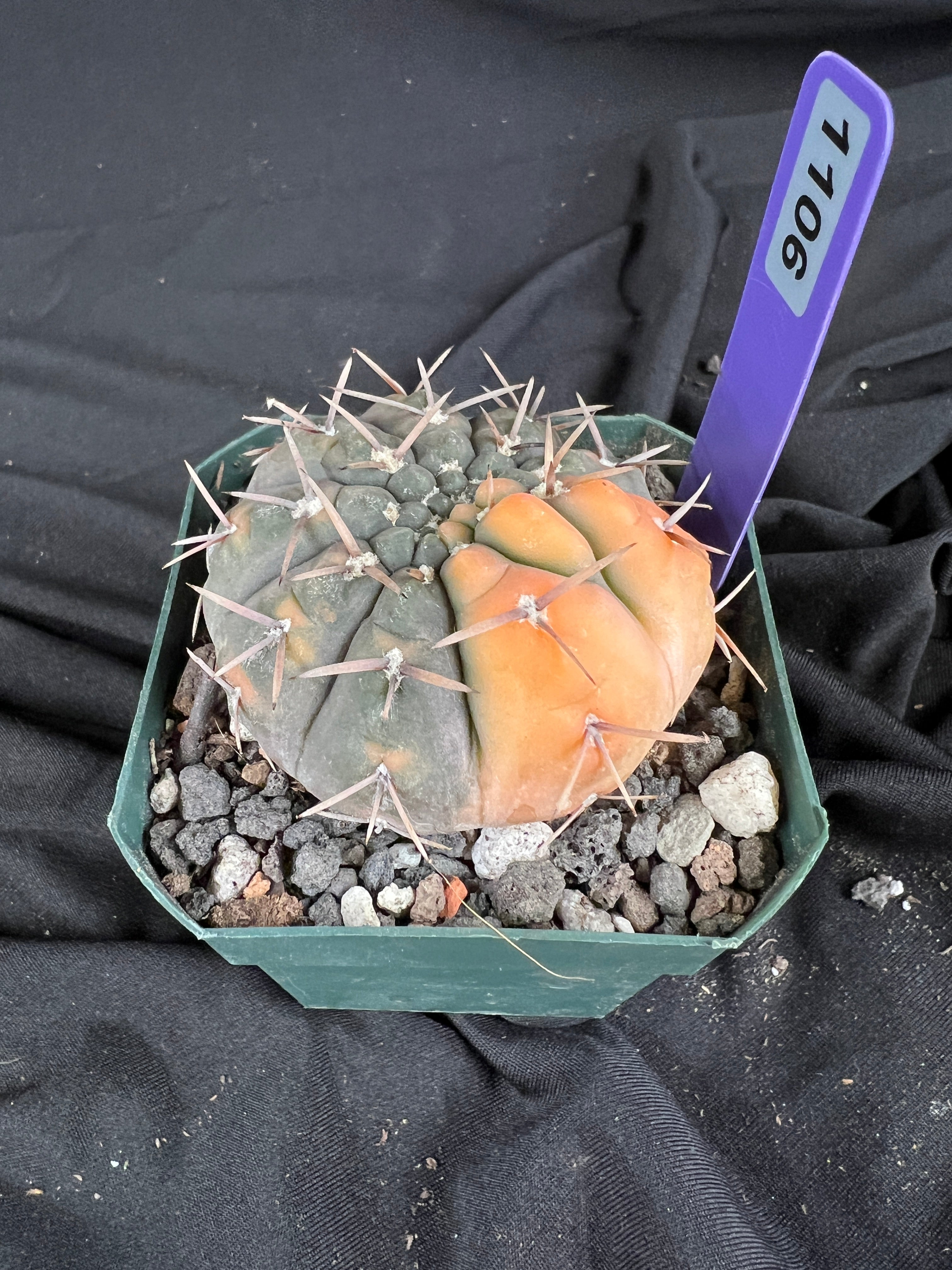 Gymnocalycium Ochoterenae Vaiegated cactus - 1106