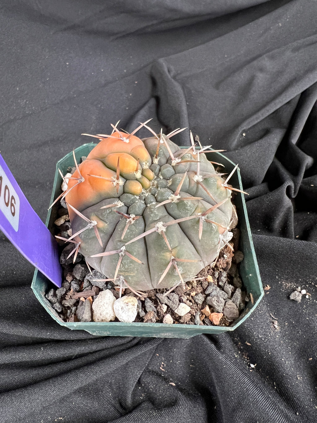 Gymnocalycium Ochoterenae Vaiegated cactus - 1106