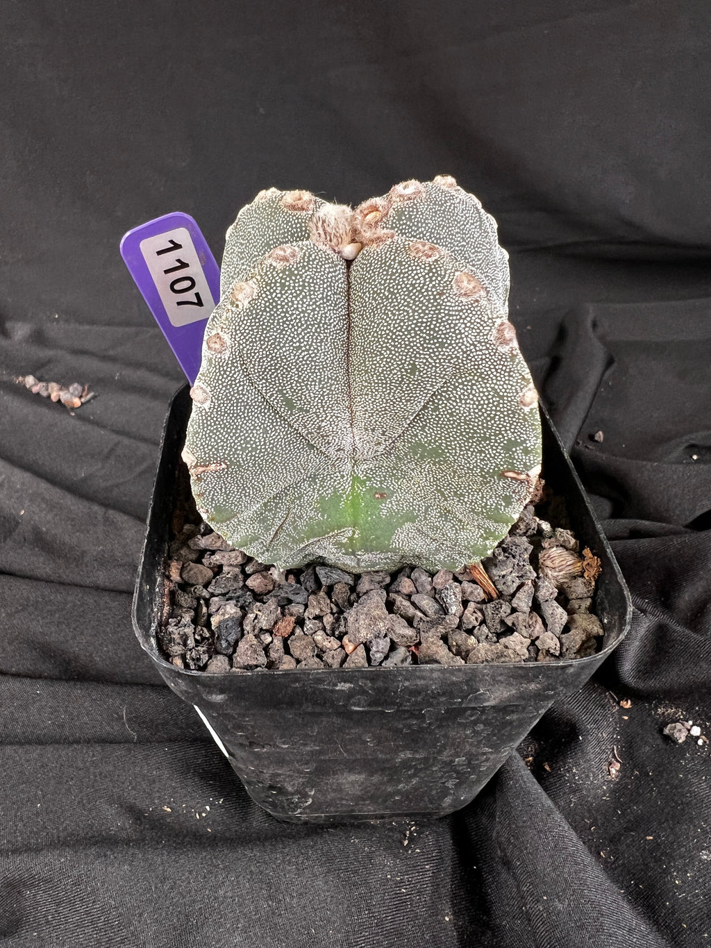 Astrophytum Myriostigma '4 Rib Hybrid' cactus - 1107
