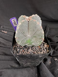 Astrophytum Myriostigma '4 Rib Hybrid' cactus - 1107