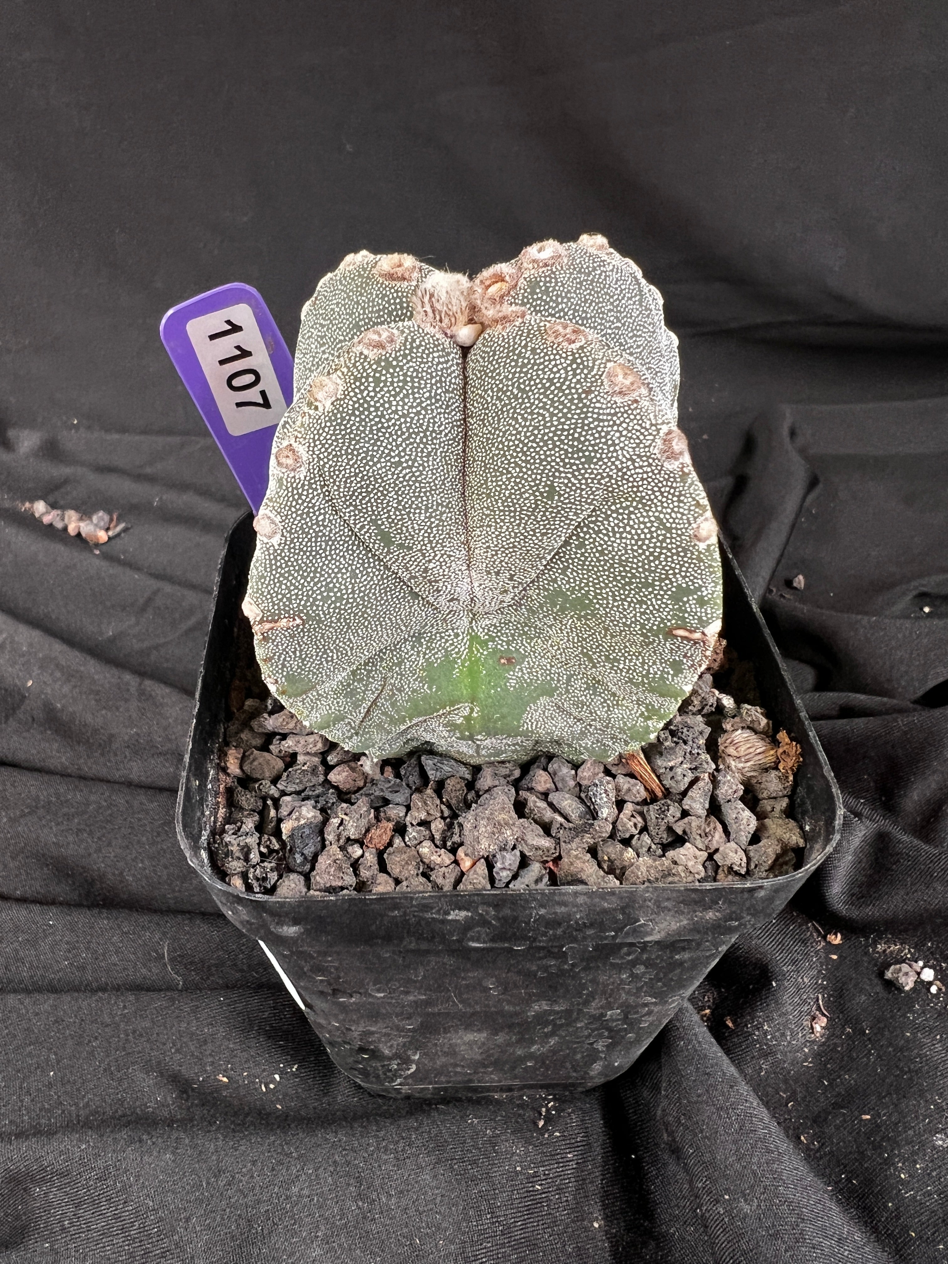 Astrophytum Myriostigma '4 Rib Hybrid' cactus - 1107