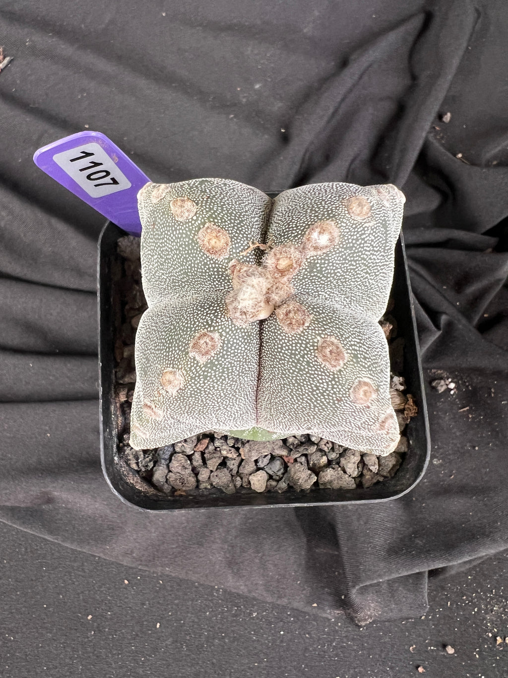 Astrophytum Myriostigma '4 Rib Hybrid' cactus - 1107
