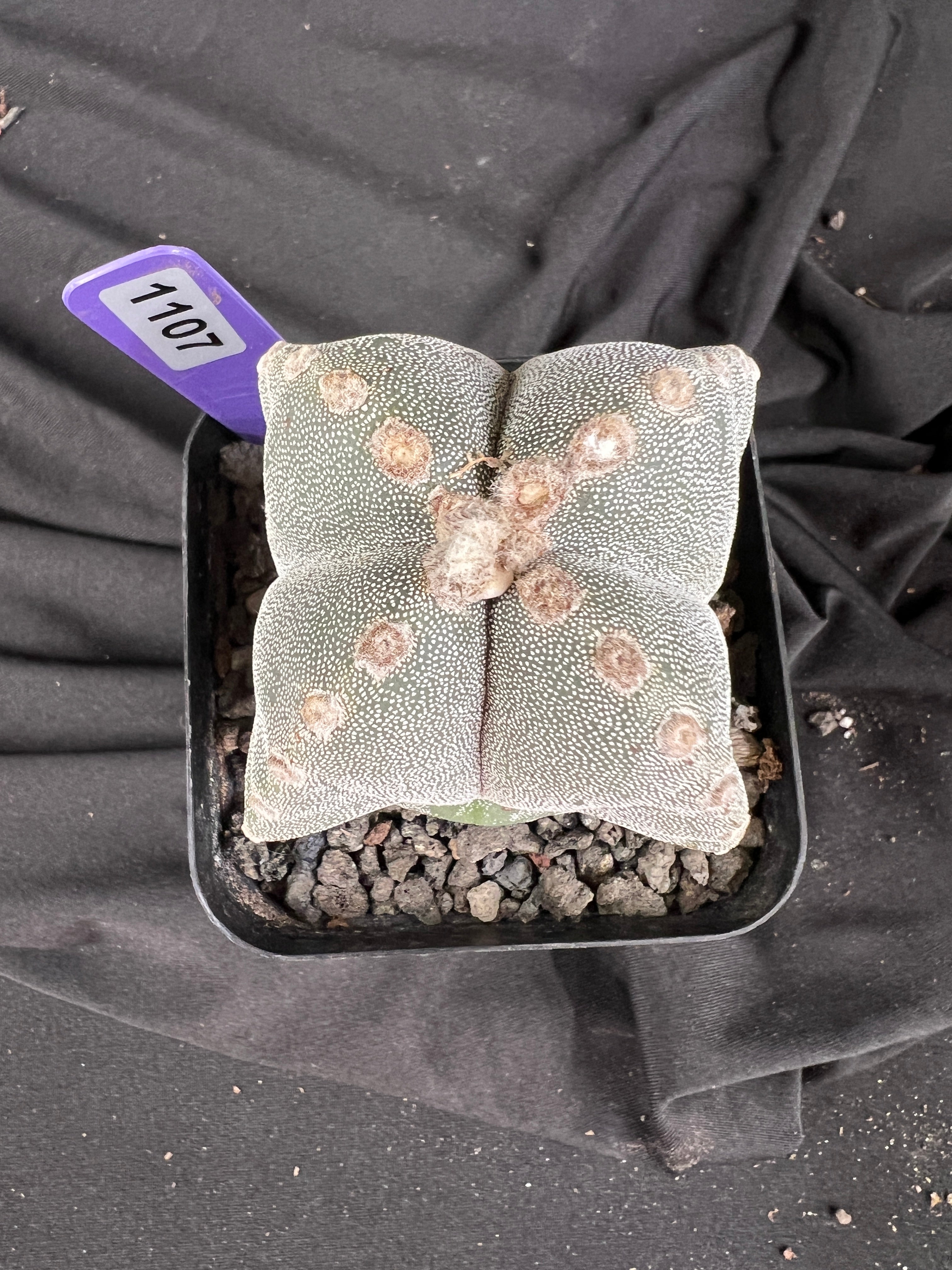 Astrophytum Myriostigma '4 Rib Hybrid' cactus - 1107