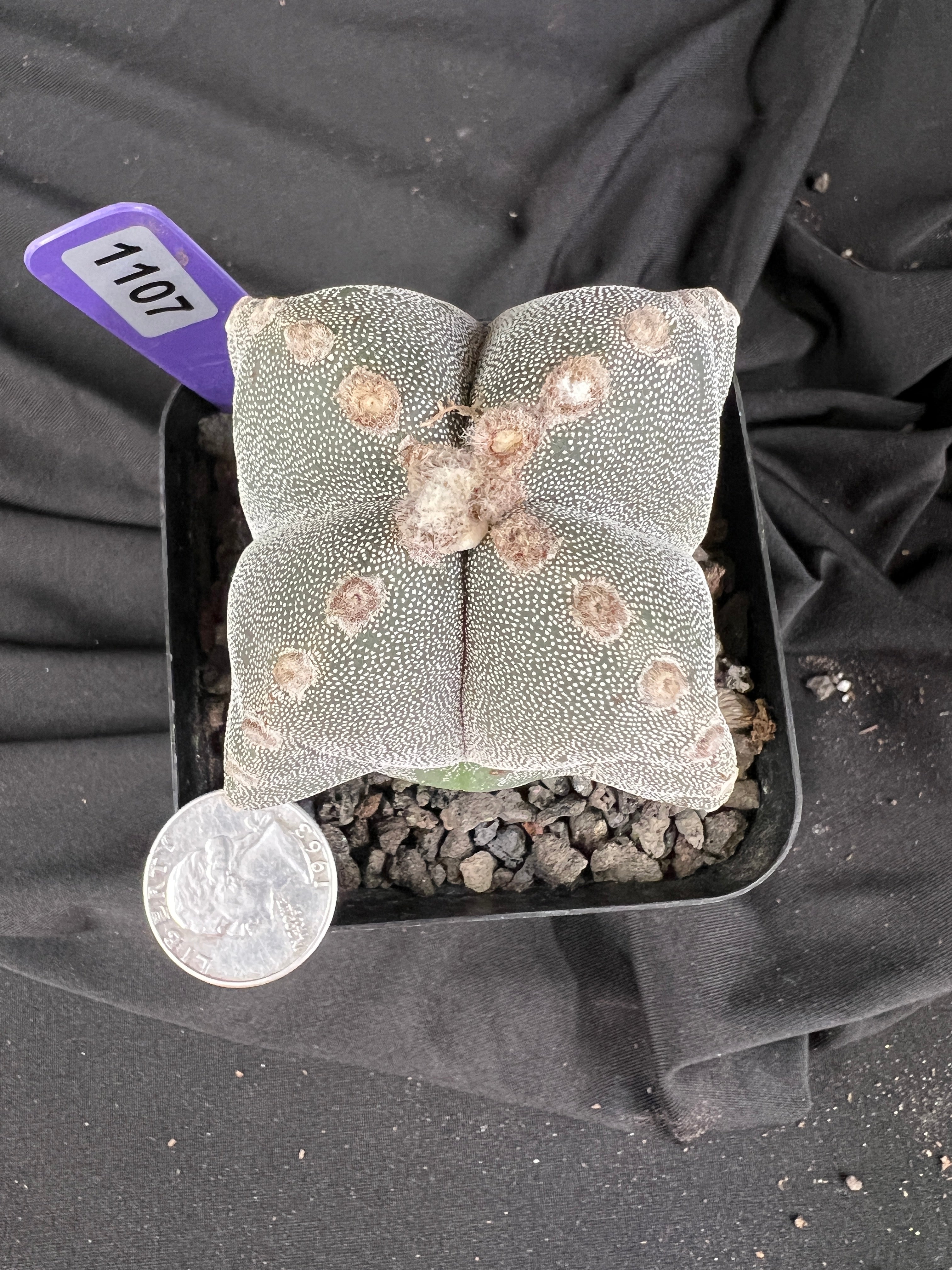 Astrophytum Myriostigma '4 Rib Hybrid' cactus - 1107