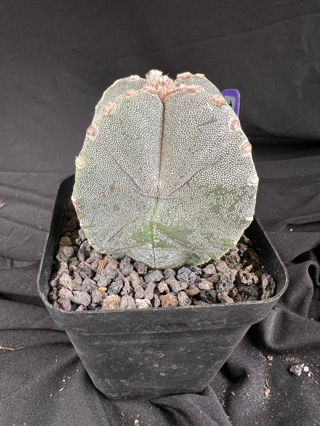 Astrophytum Myriostigma '4 Rib Hybrid' cactus - 1107
