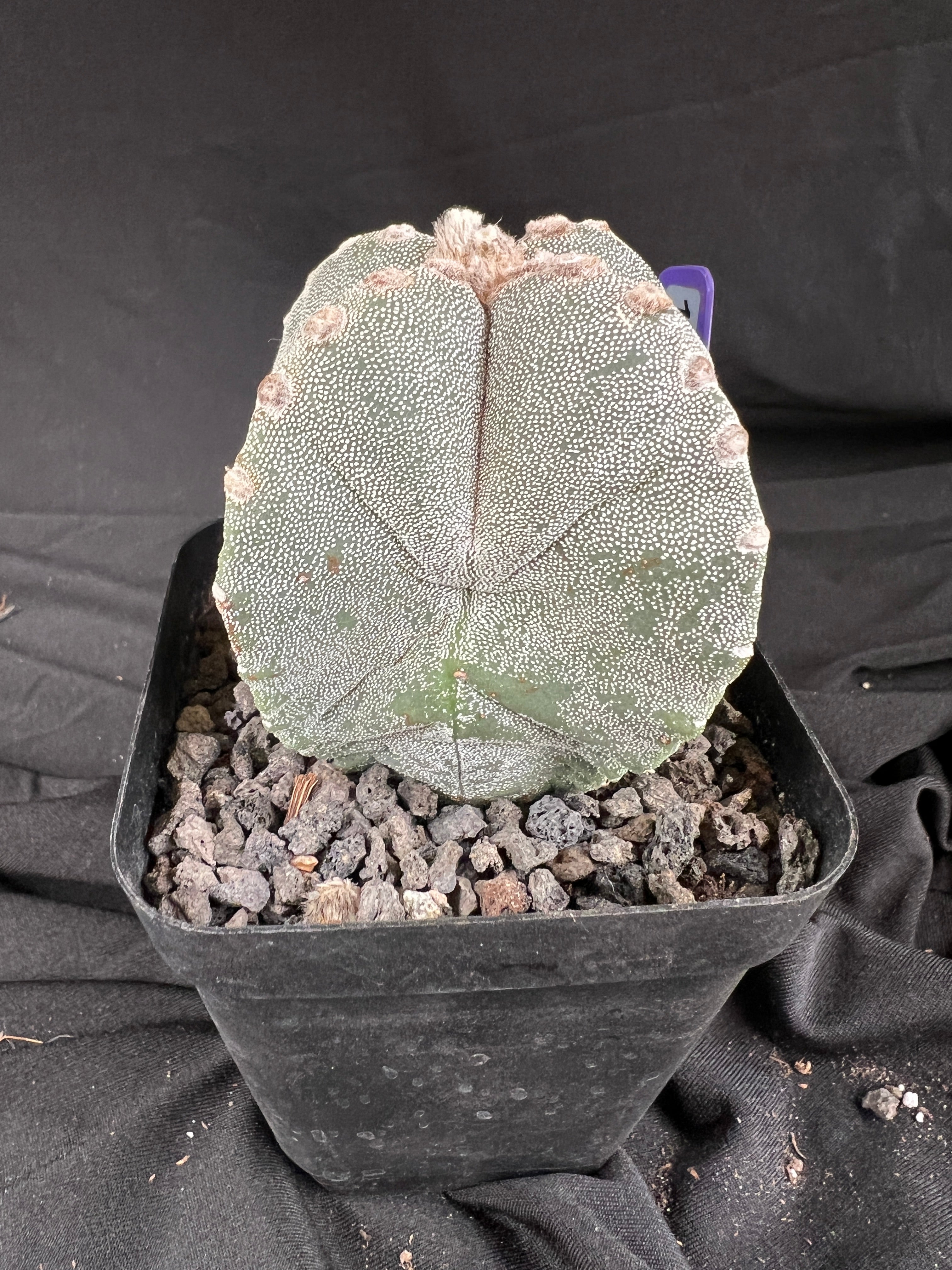 Astrophytum Myriostigma '4 Rib Hybrid' cactus - 1107