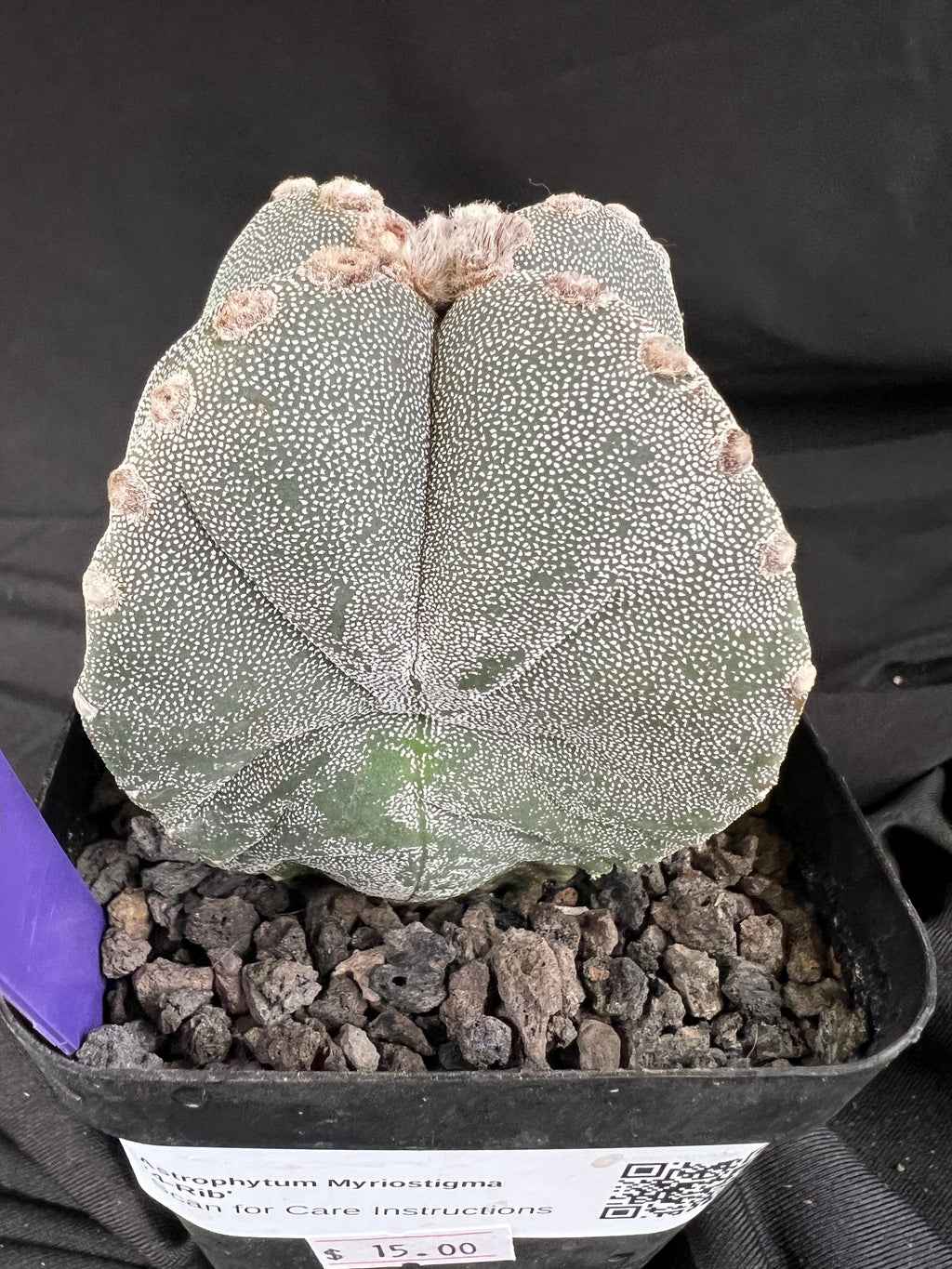 Astrophytum Myriostigma '4 Rib Hybrid' cactus - 1107