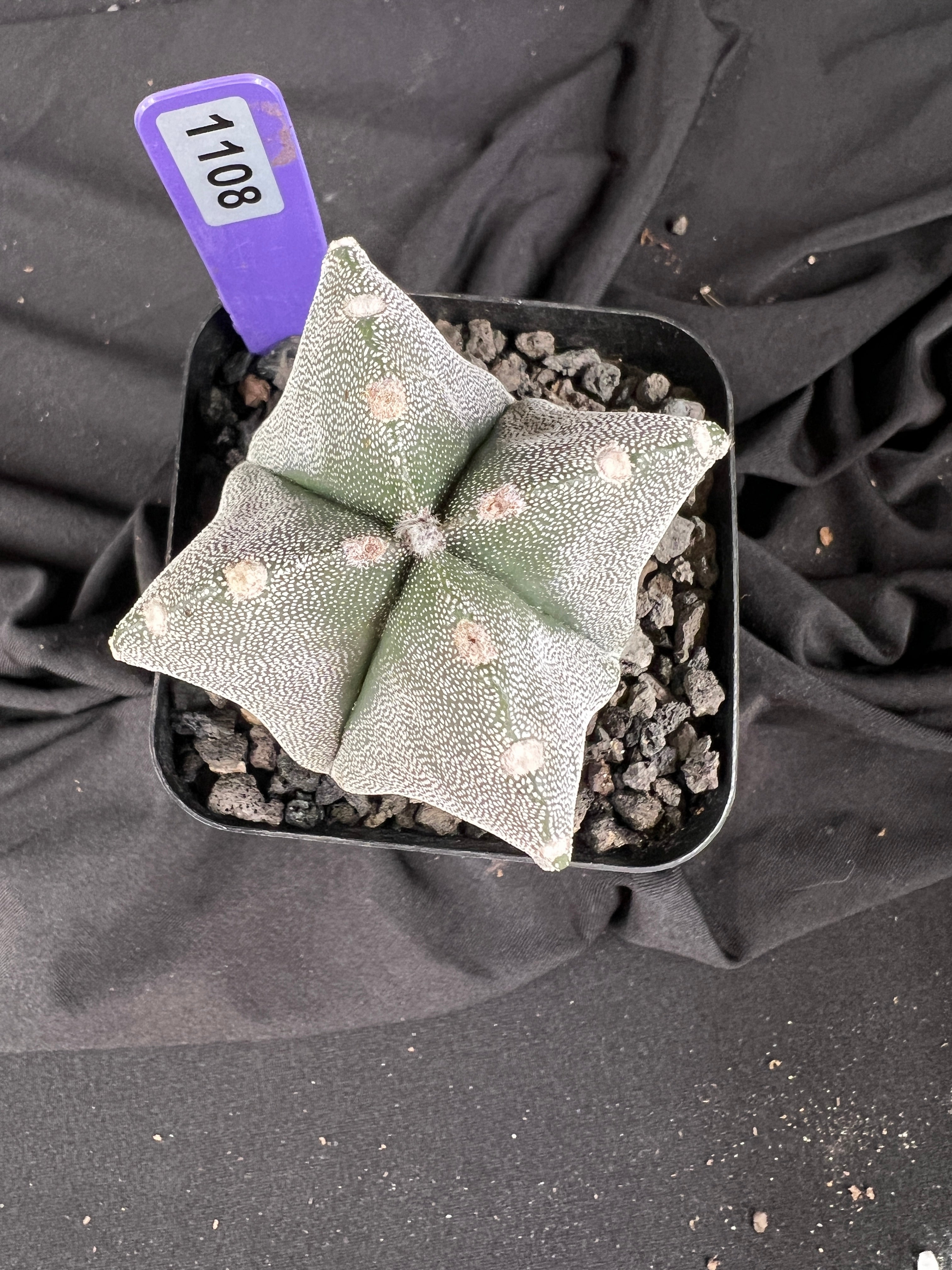 Astrophytum Myriostigma '4 Rib Hybrid' cactus - 1108