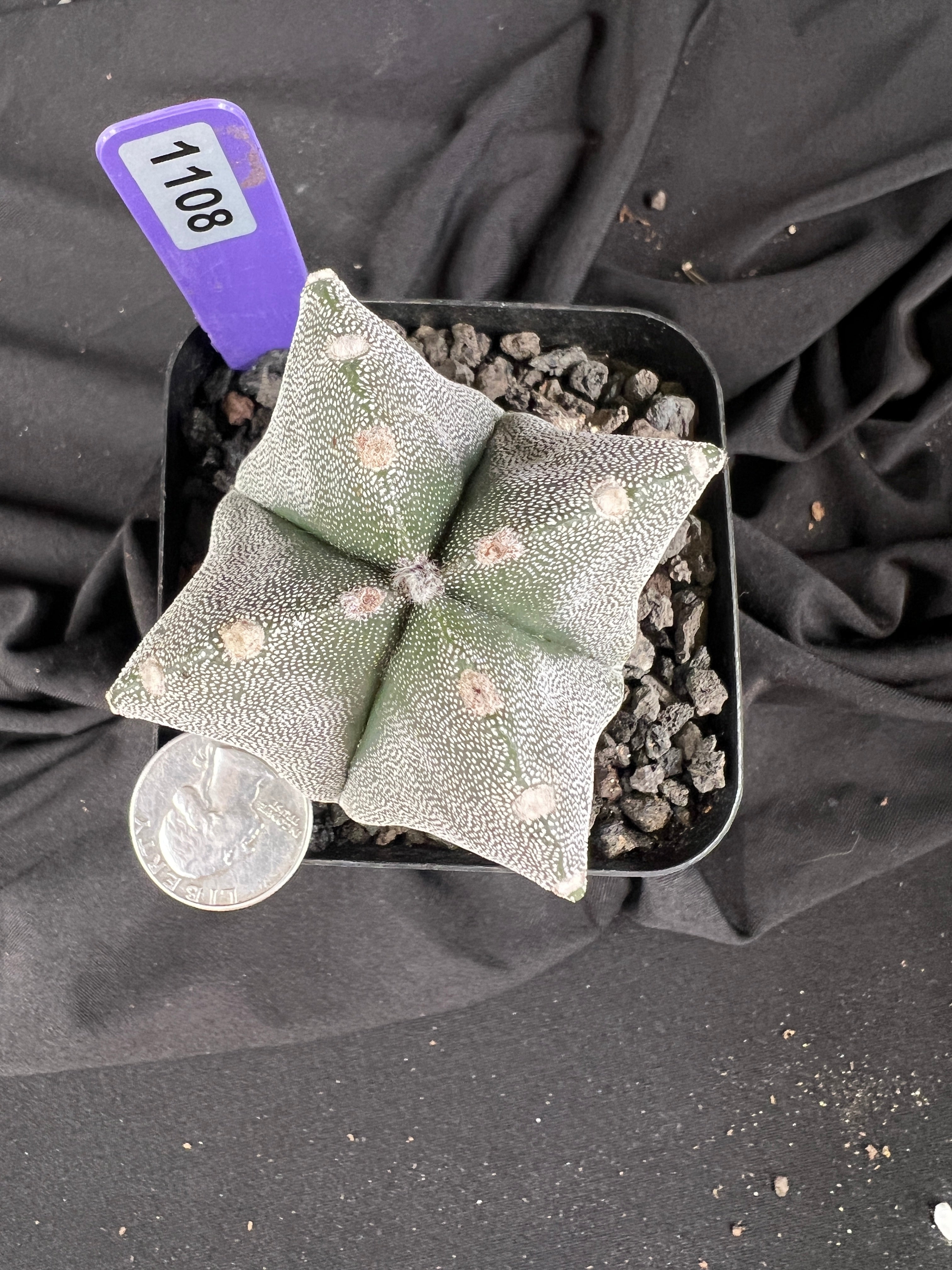Astrophytum Myriostigma '4 Rib Hybrid' cactus - 1108