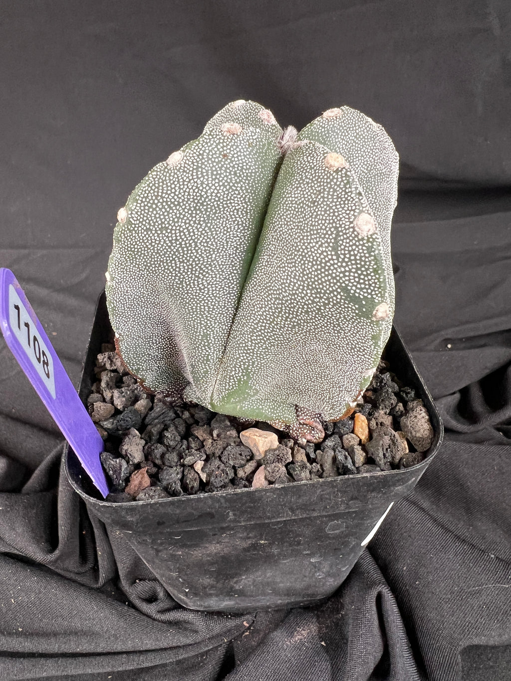 Astrophytum Myriostigma '4 Rib Hybrid' cactus - 1108