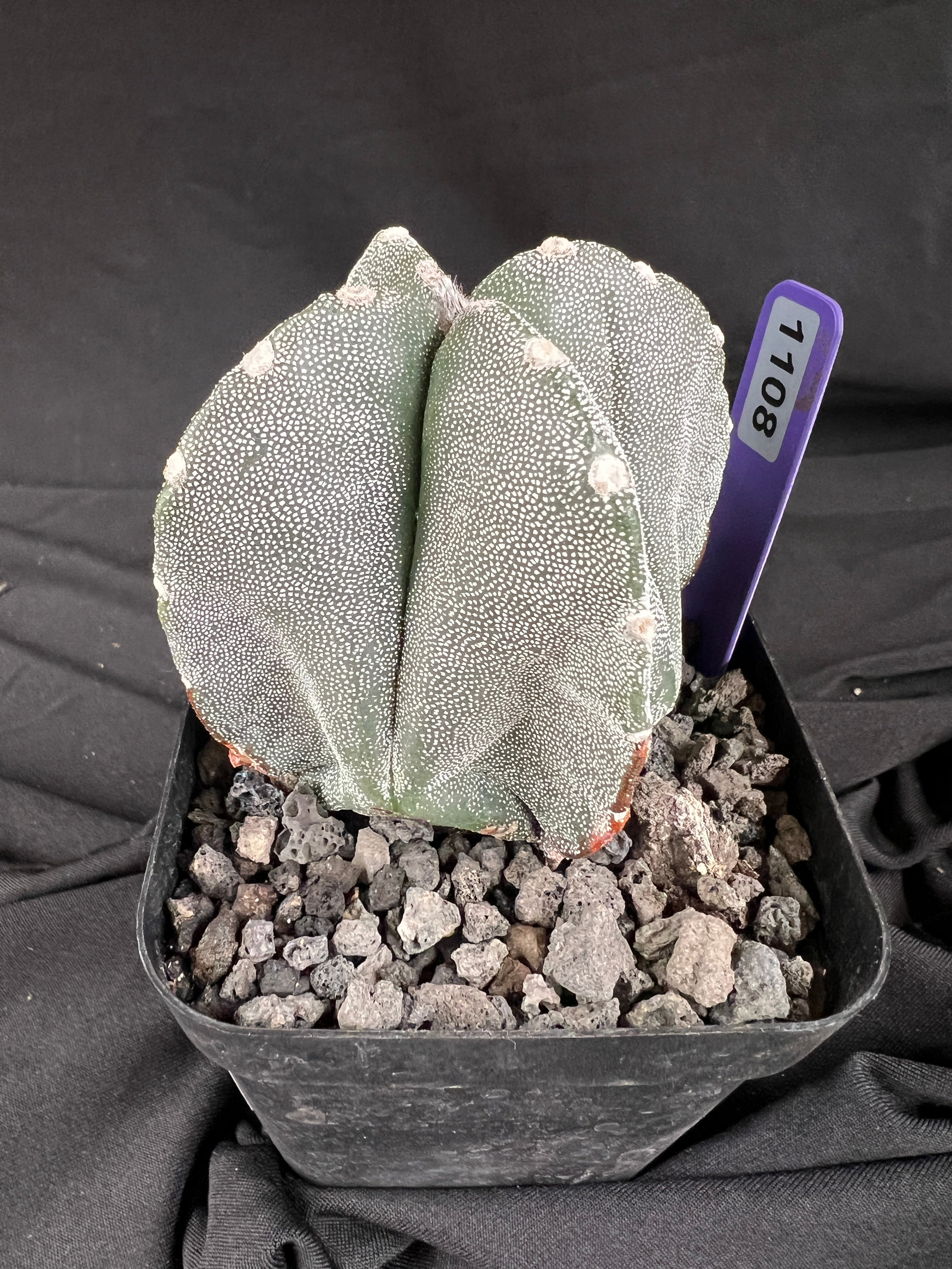 Astrophytum Myriostigma '4 Rib Hybrid' cactus - 1108
