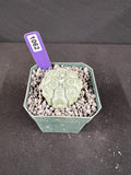 Astrophytum Asterias cv. Kikko Lizard Skin Cactus
