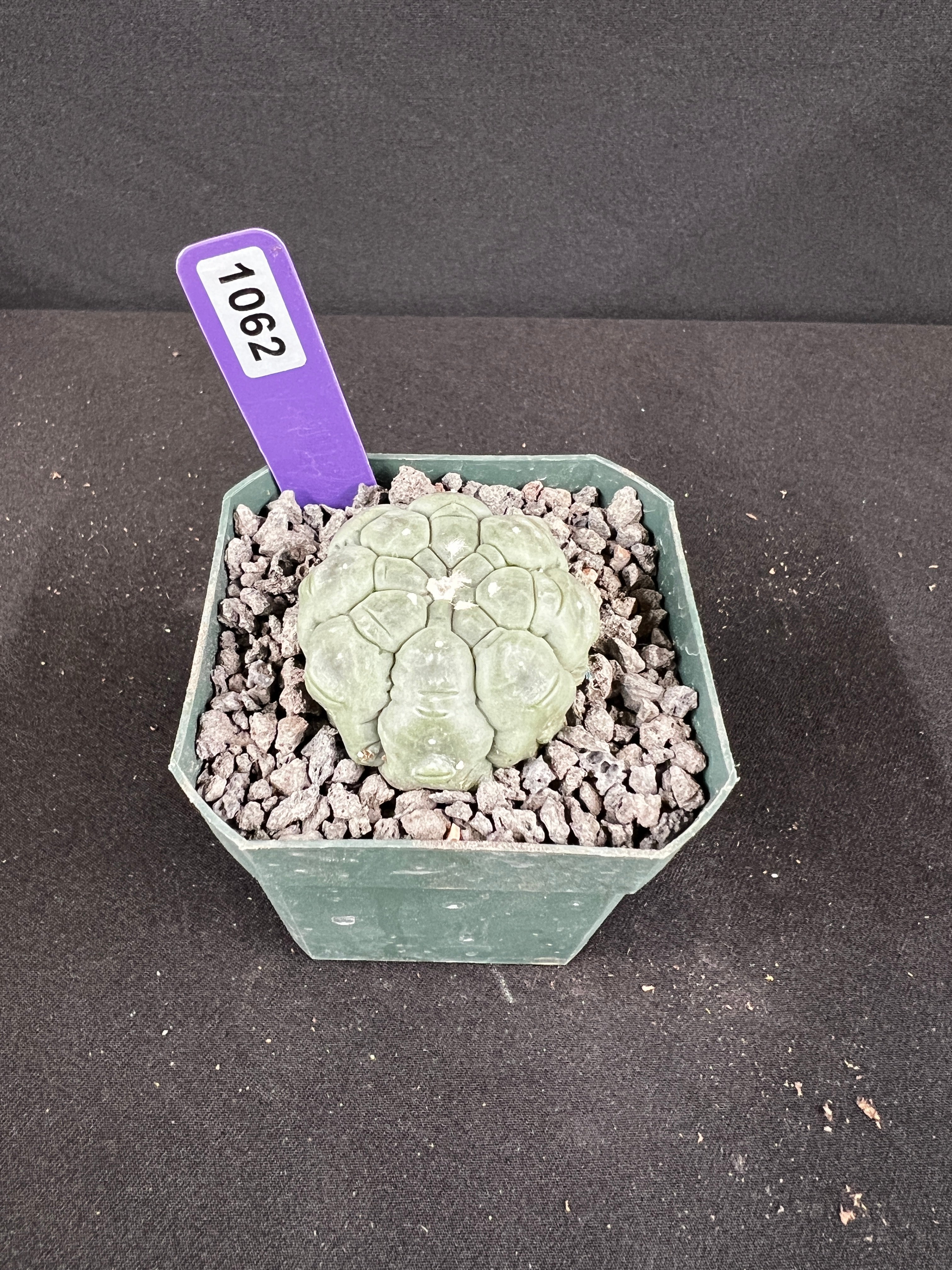 Astrophytum Asterias cv. Kikko Lizard Skin Cactus