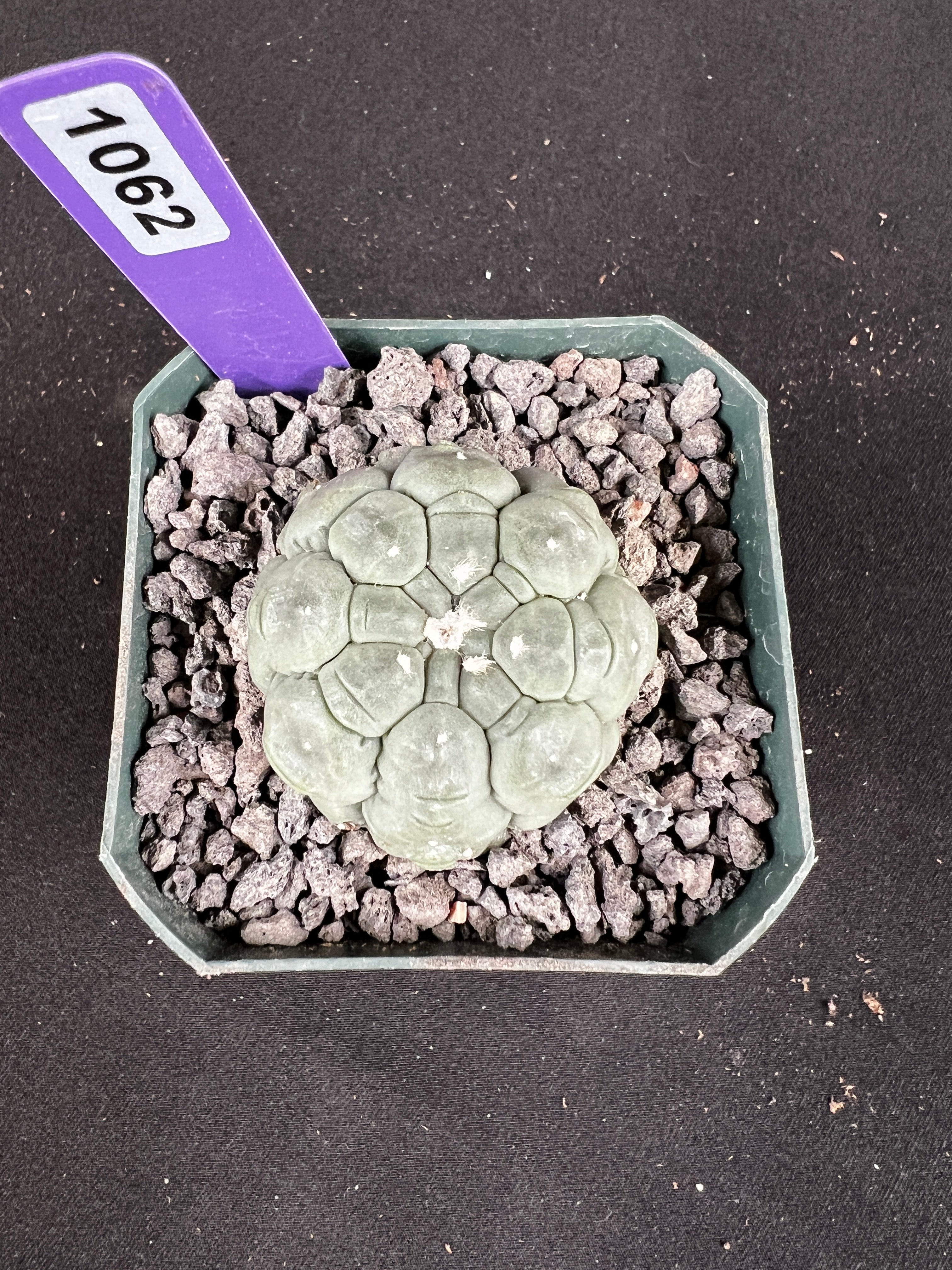 Astrophytum Asterias cv. Kikko Lizard Skin Cactus