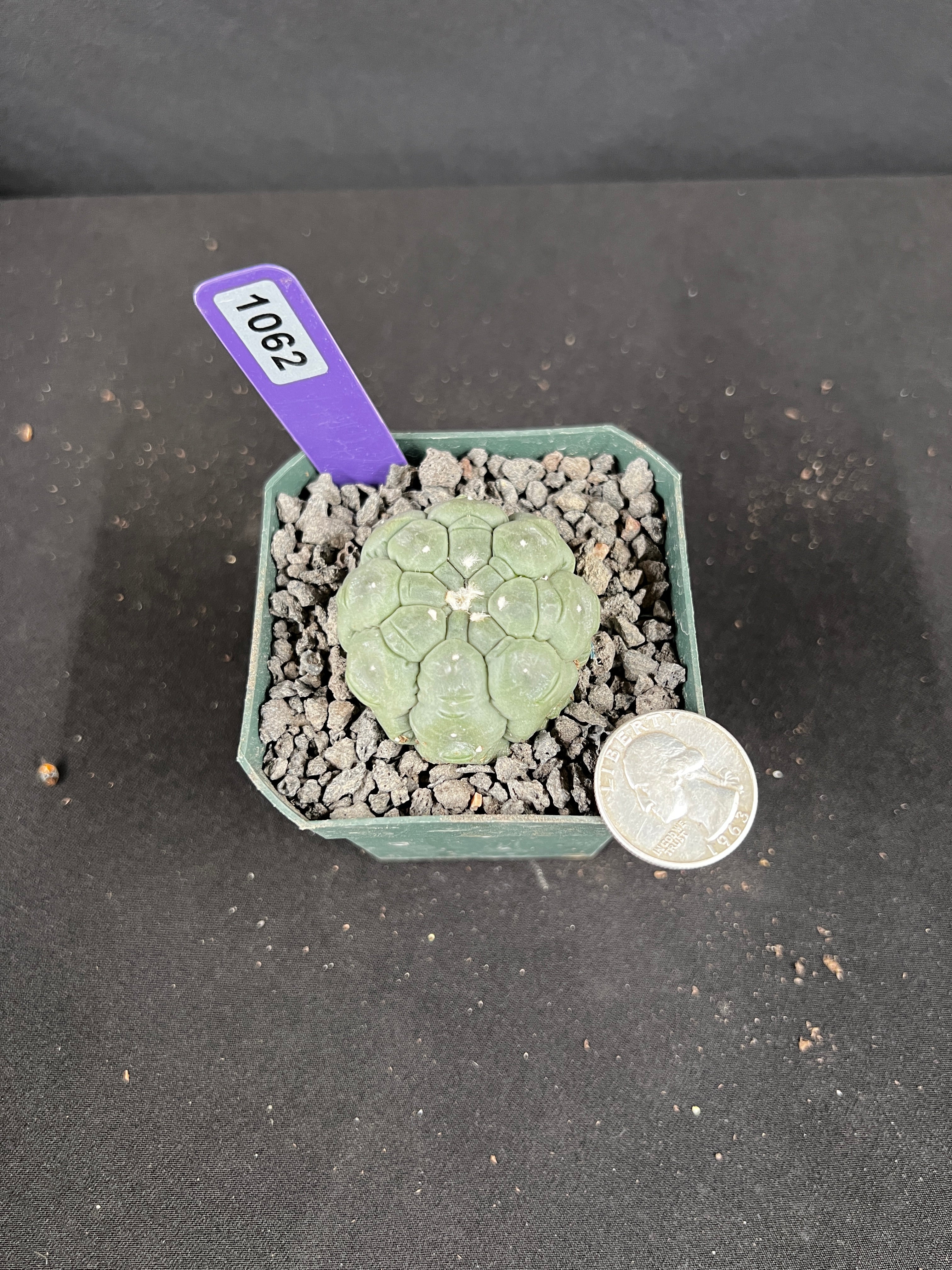 Astrophytum Asterias cv. Kikko Lizard Skin Cactus