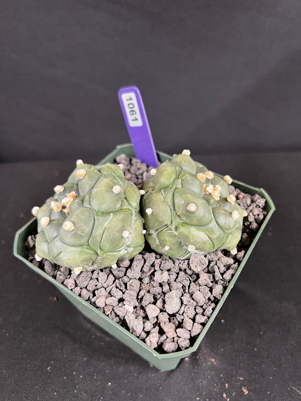 Astophytum Asterias cv. Kikko Twin Cactus