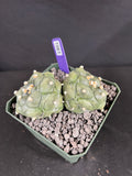 Astophytum Asterias cv. Kikko Twin Cactus