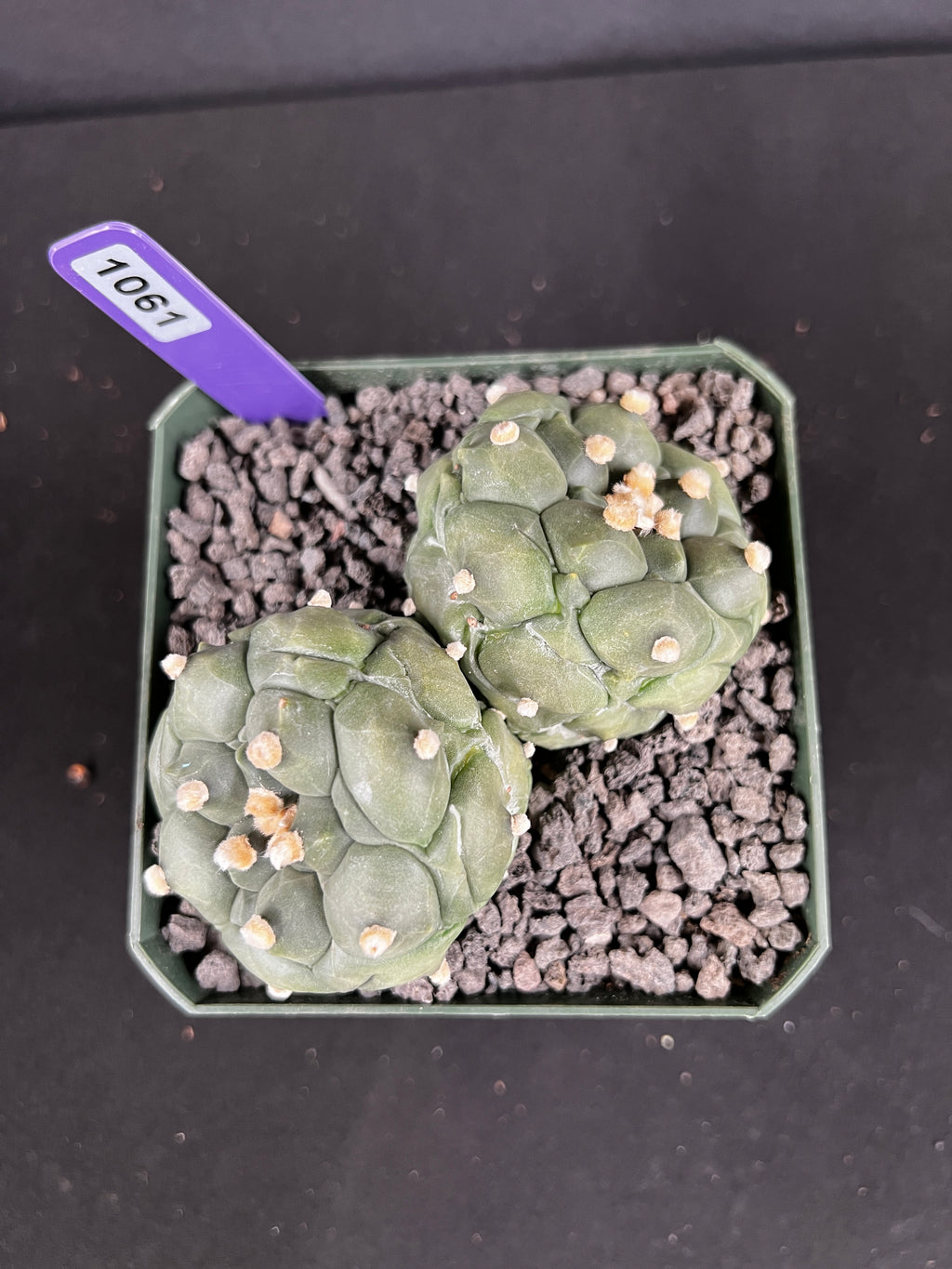 Astophytum Asterias cv. Kikko Twin Cactus