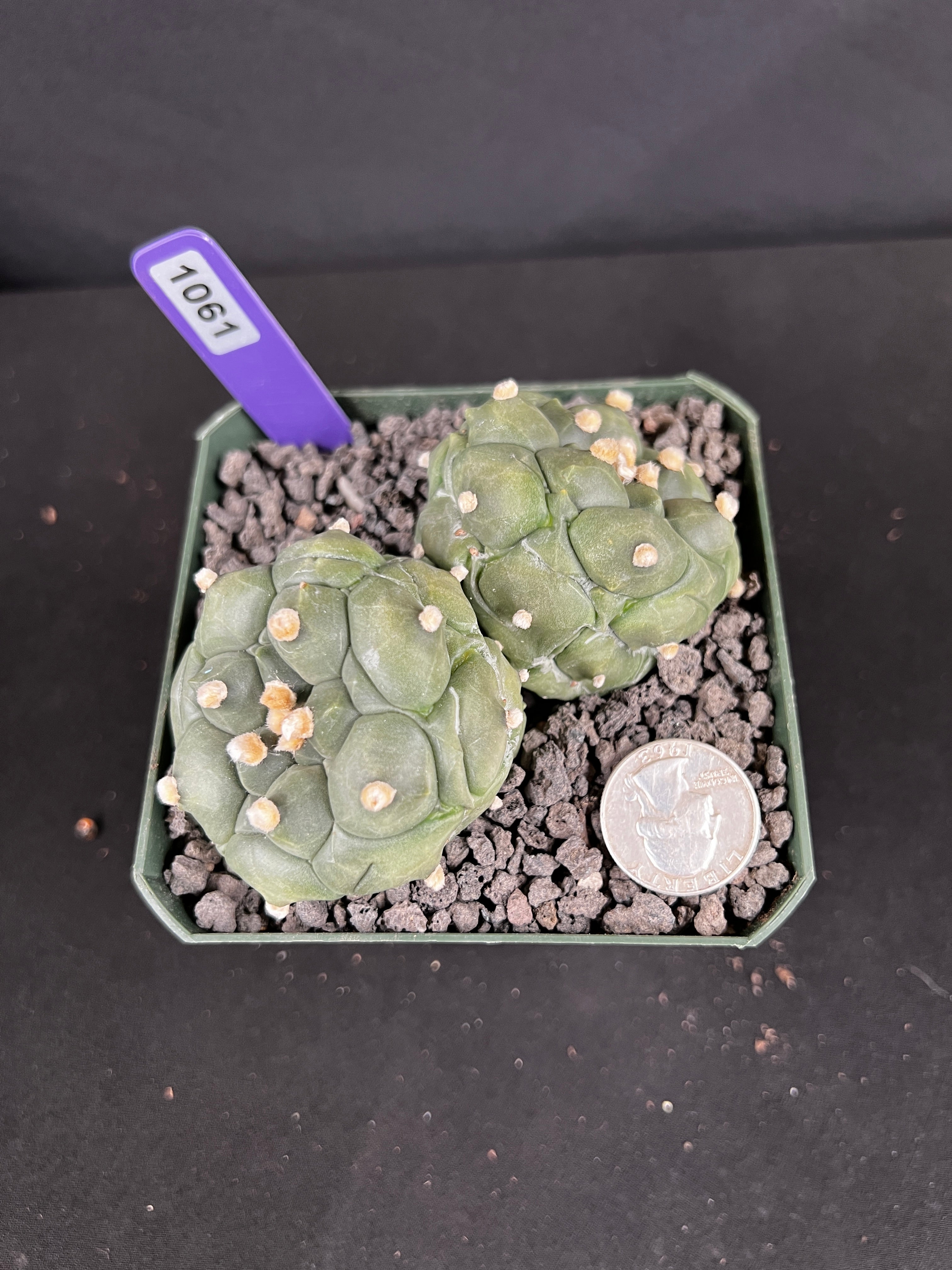 Astophytum Asterias cv. Kikko Twin Cactus