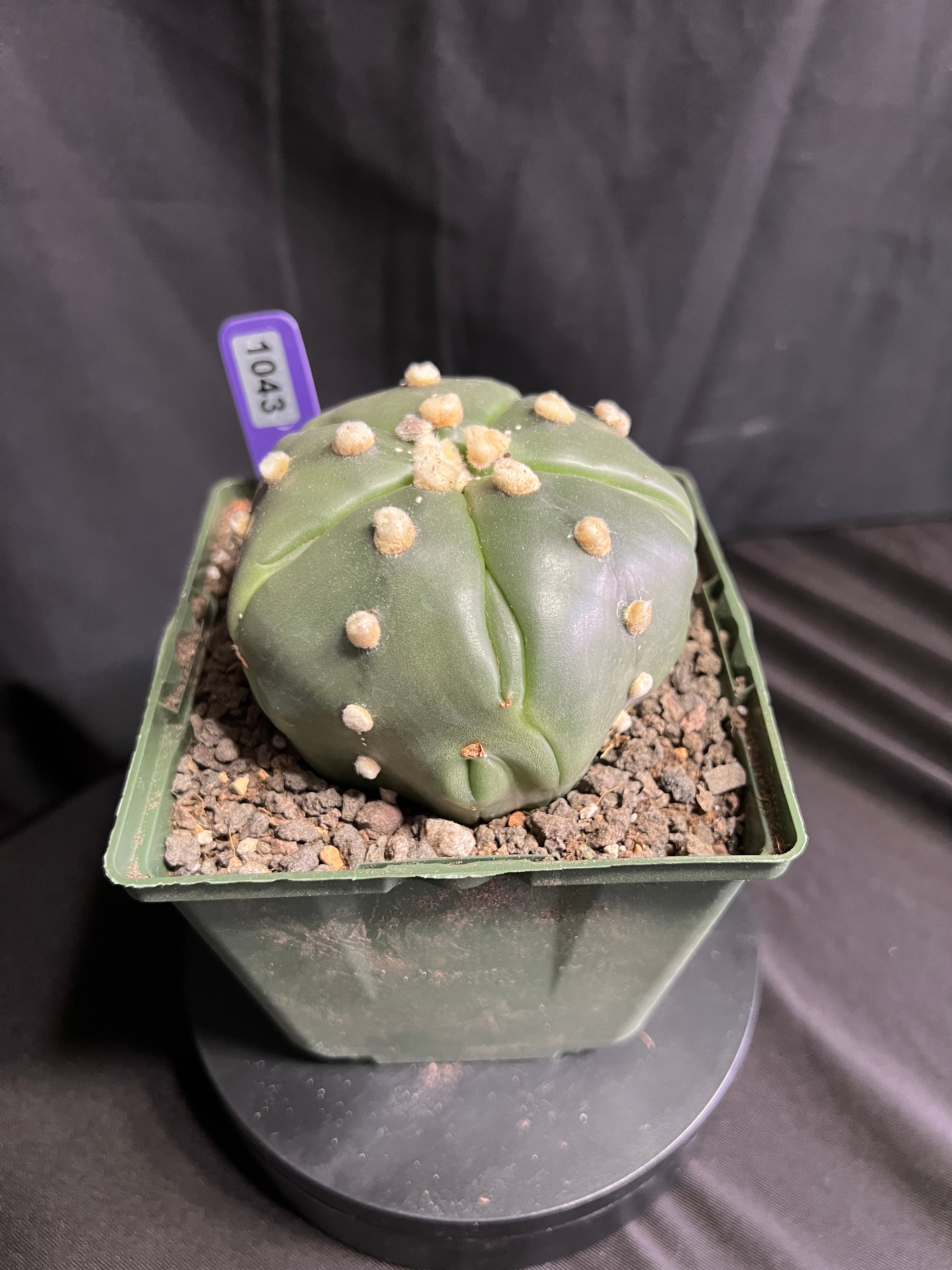 Astrophytum Asterias cv. Goryo Kabuto (5 Ribs) + Fukuryu + Ooibo + Ruri (Nudum)