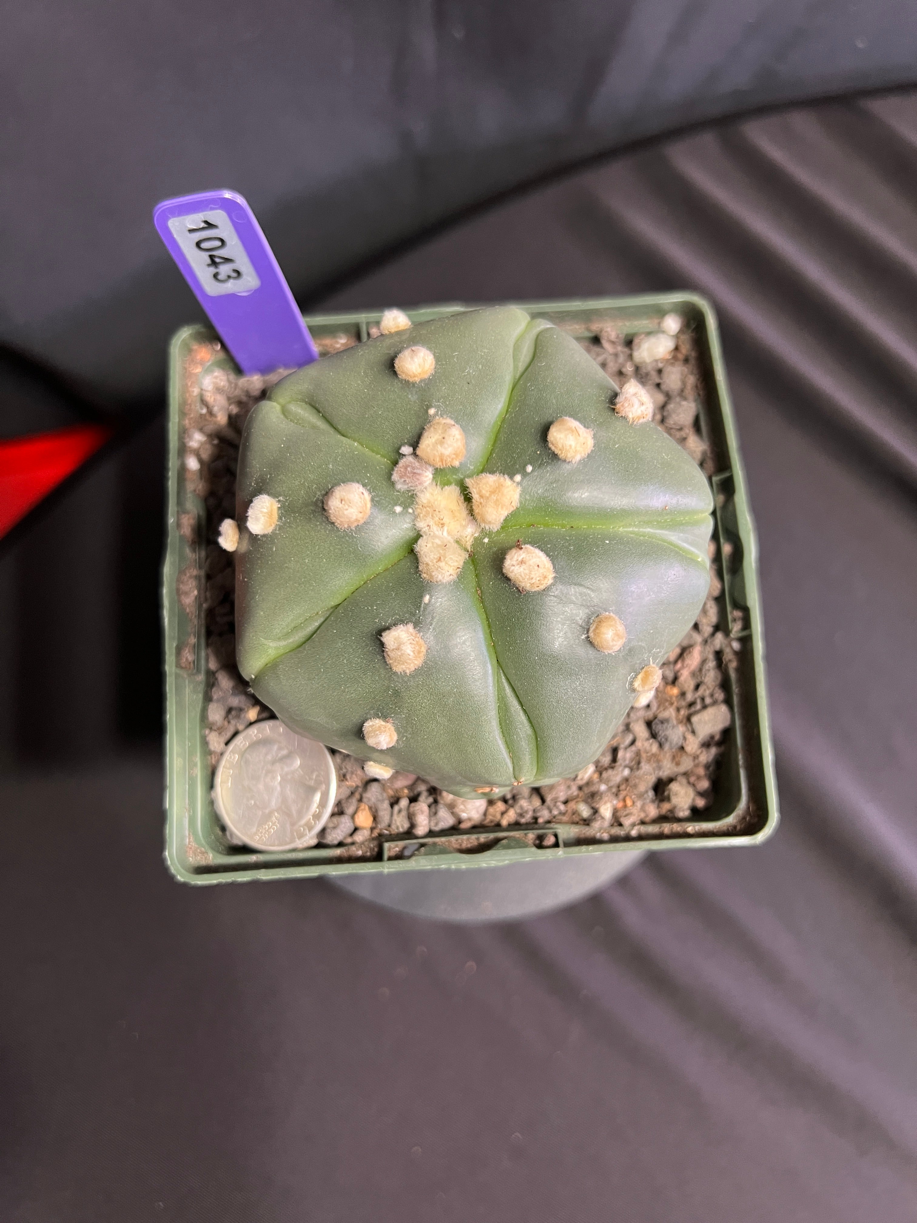 Astrophytum Asterias cv. Goryo Kabuto (5 Ribs) + Fukuryu + Ooibo + Ruri (Nudum)