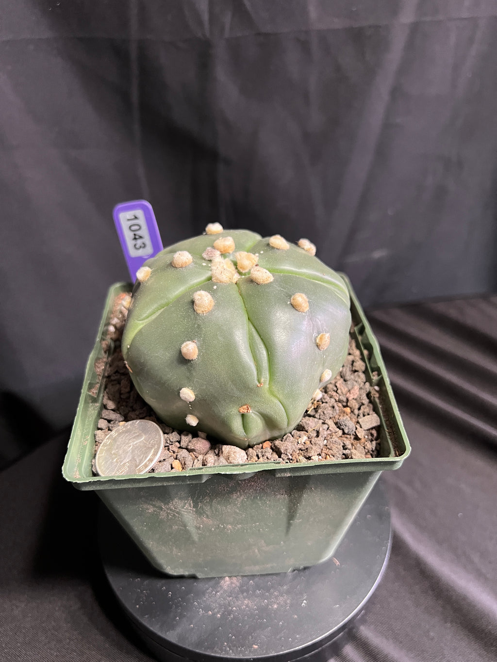 Astrophytum Asterias cv. Goryo Kabuto (5 Ribs) + Fukuryu + Ooibo + Ruri (Nudum)