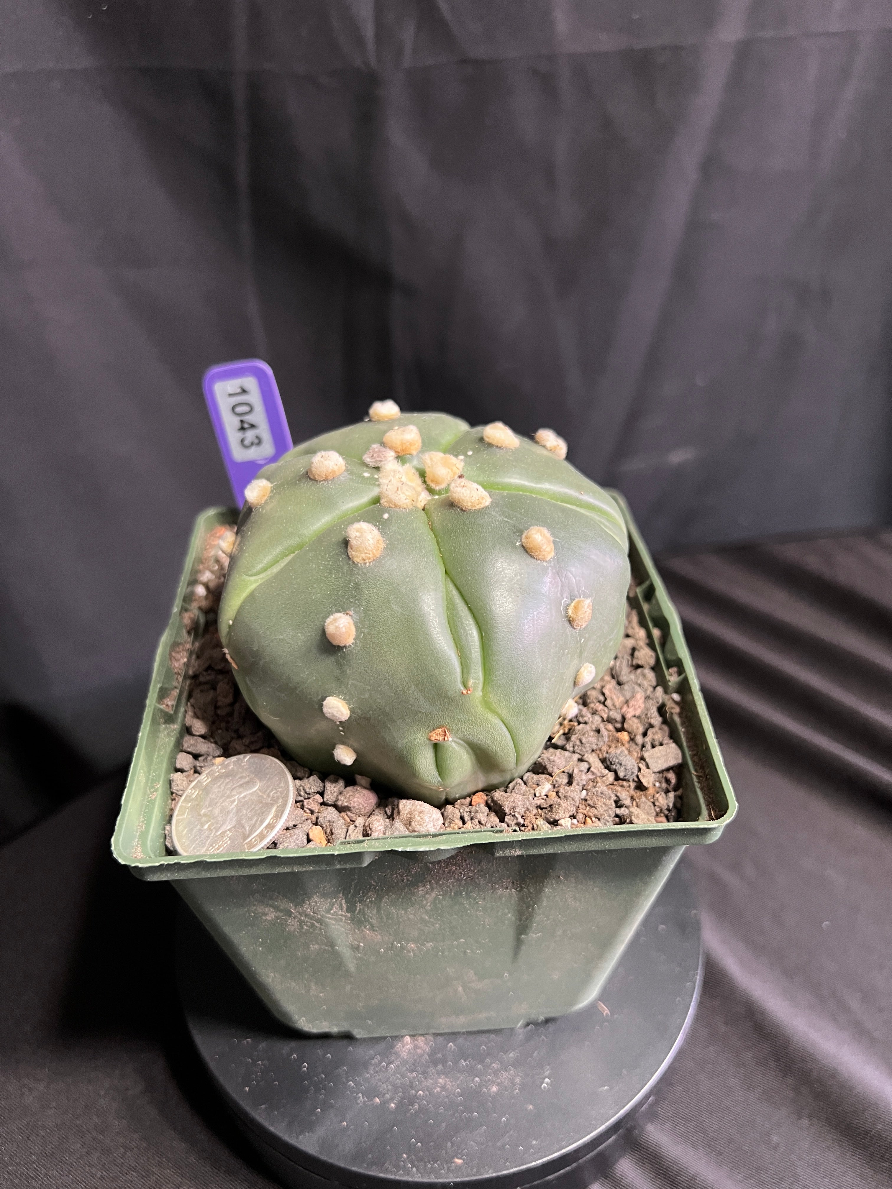 Astrophytum Asterias cv. Goryo Kabuto (5 Ribs) + Fukuryu + Ooibo + Ruri (Nudum)