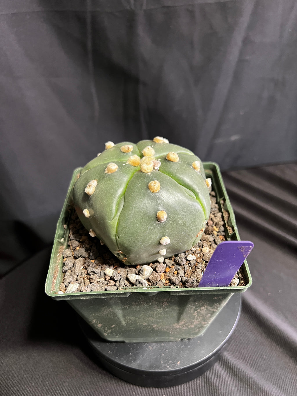 Astrophytum Asterias cv. Goryo Kabuto (5 Ribs) + Fukuryu + Ooibo + Ruri (Nudum)
