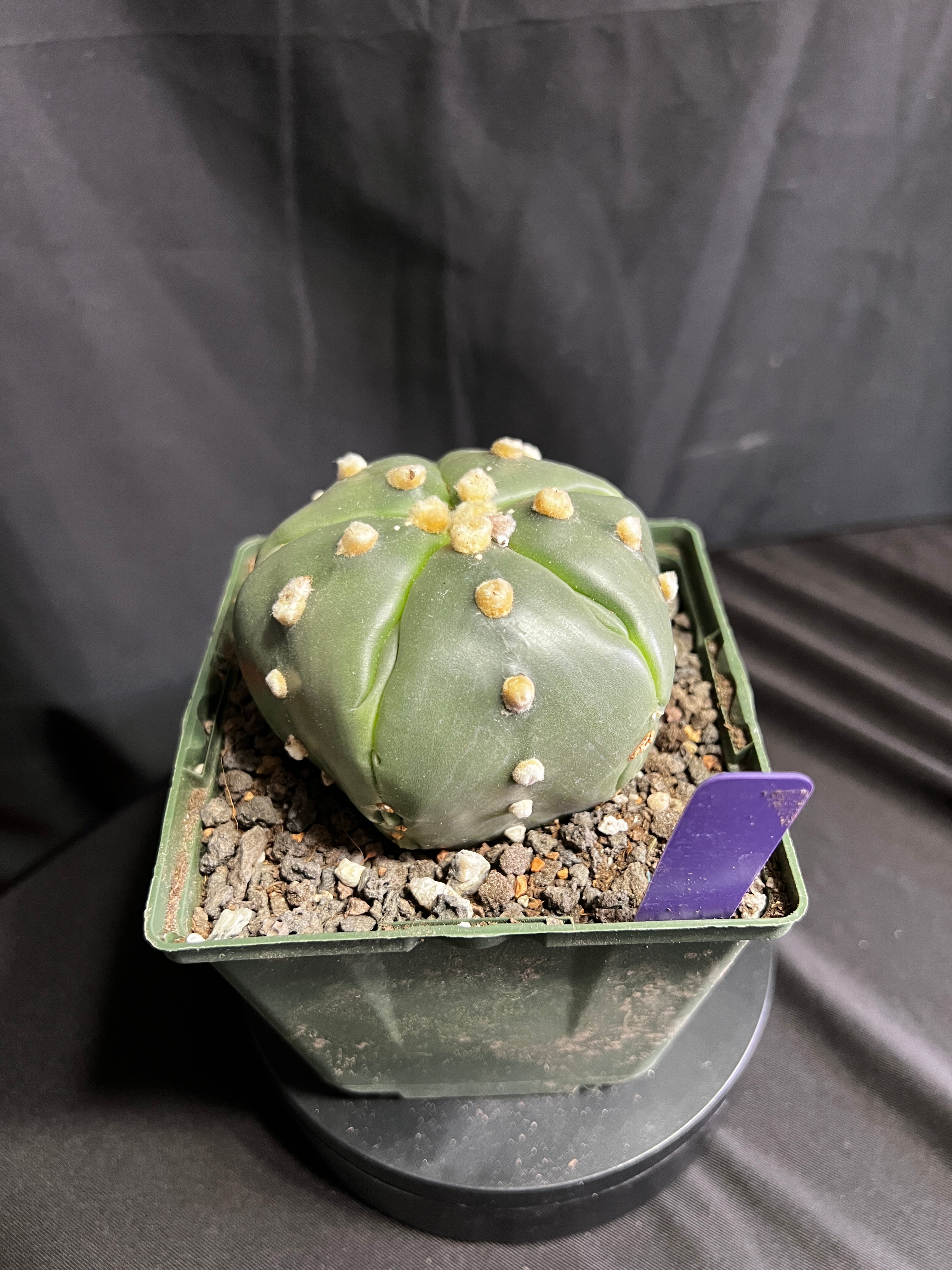 Astrophytum Asterias cv. Goryo Kabuto (5 Ribs) + Fukuryu + Ooibo + Ruri (Nudum)