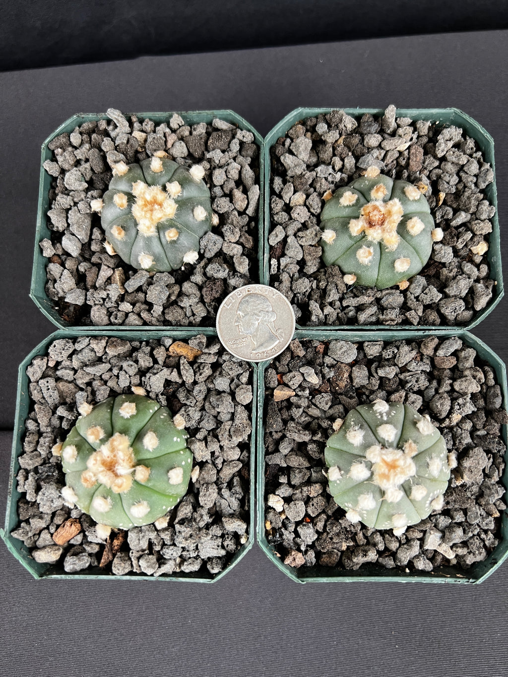 Astrophytum Asterias cv. Ooibo seedling - Grower's Choice