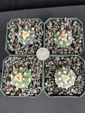 Astrophytum Asterias cv. Ooibo seedling - Grower's Choice