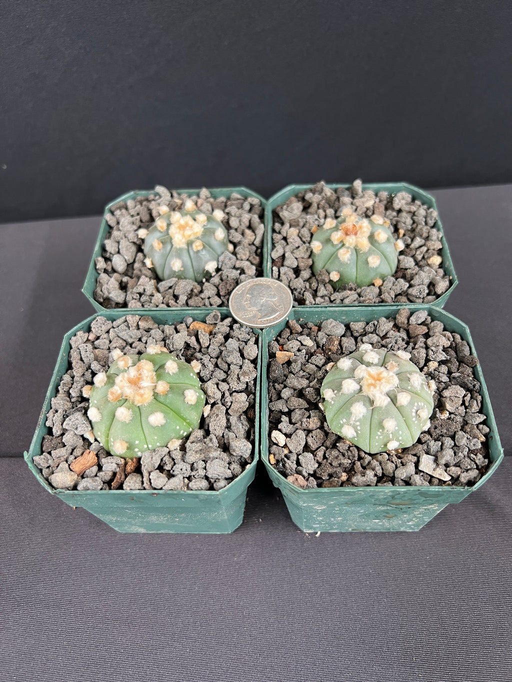 Astrophytum Asterias cv. Ooibo seedling - Grower's Choice